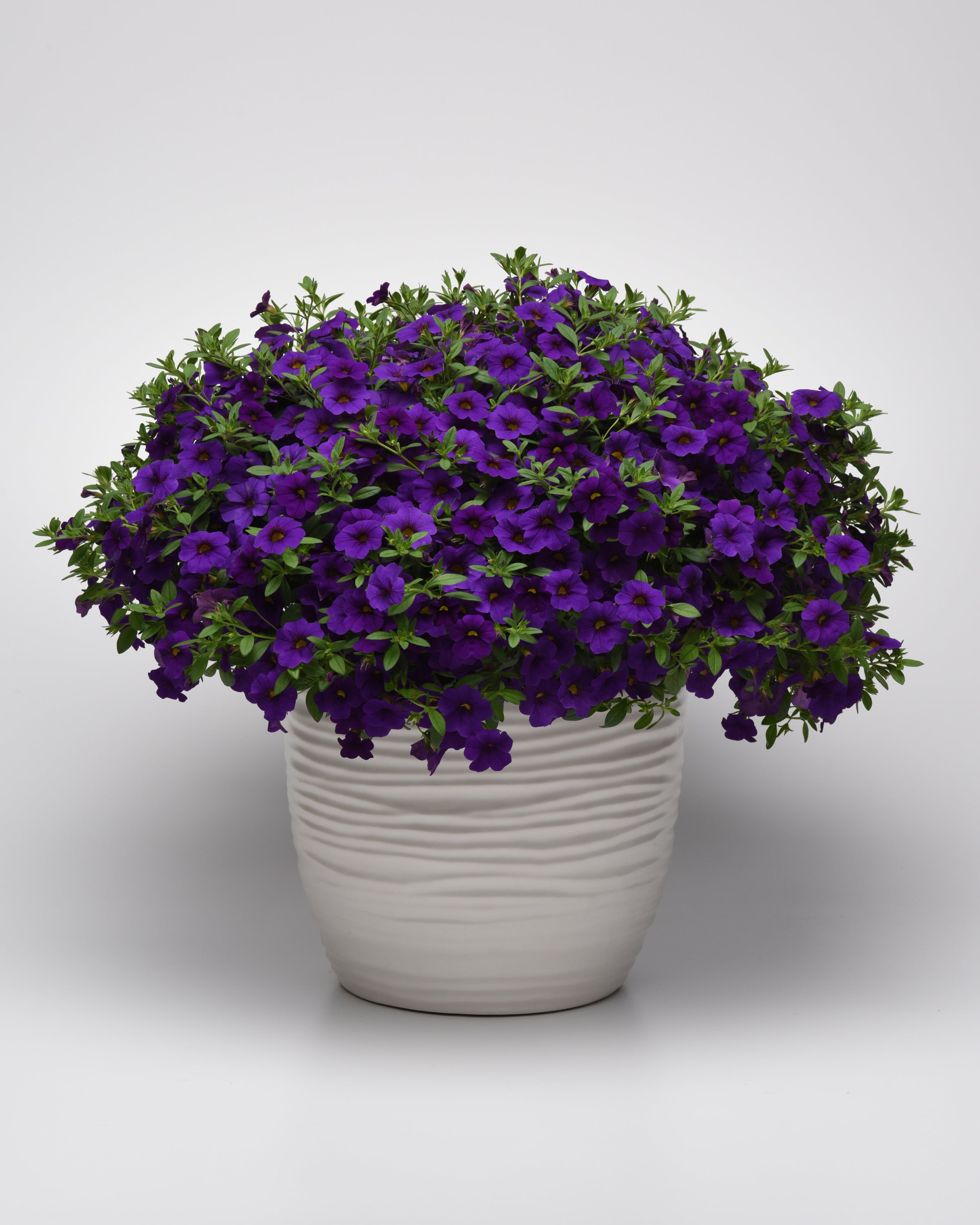 Calibrachoa Cabaret Blue Midnight - 4.33" Premium Annual