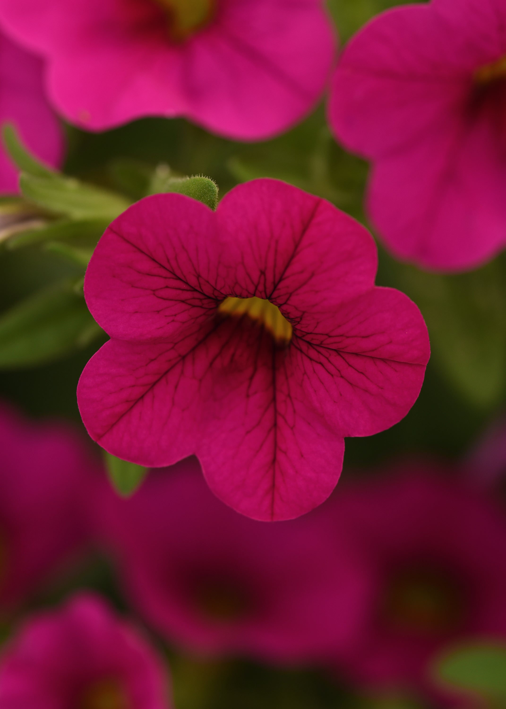 Calibrachoa Cabaret Neon Rose - 4.33" Premium Annual