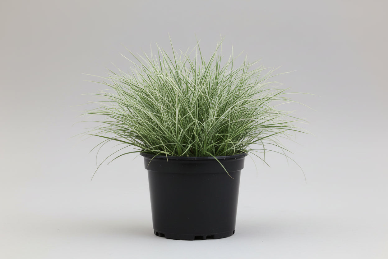Carex Woodsedge Icedance