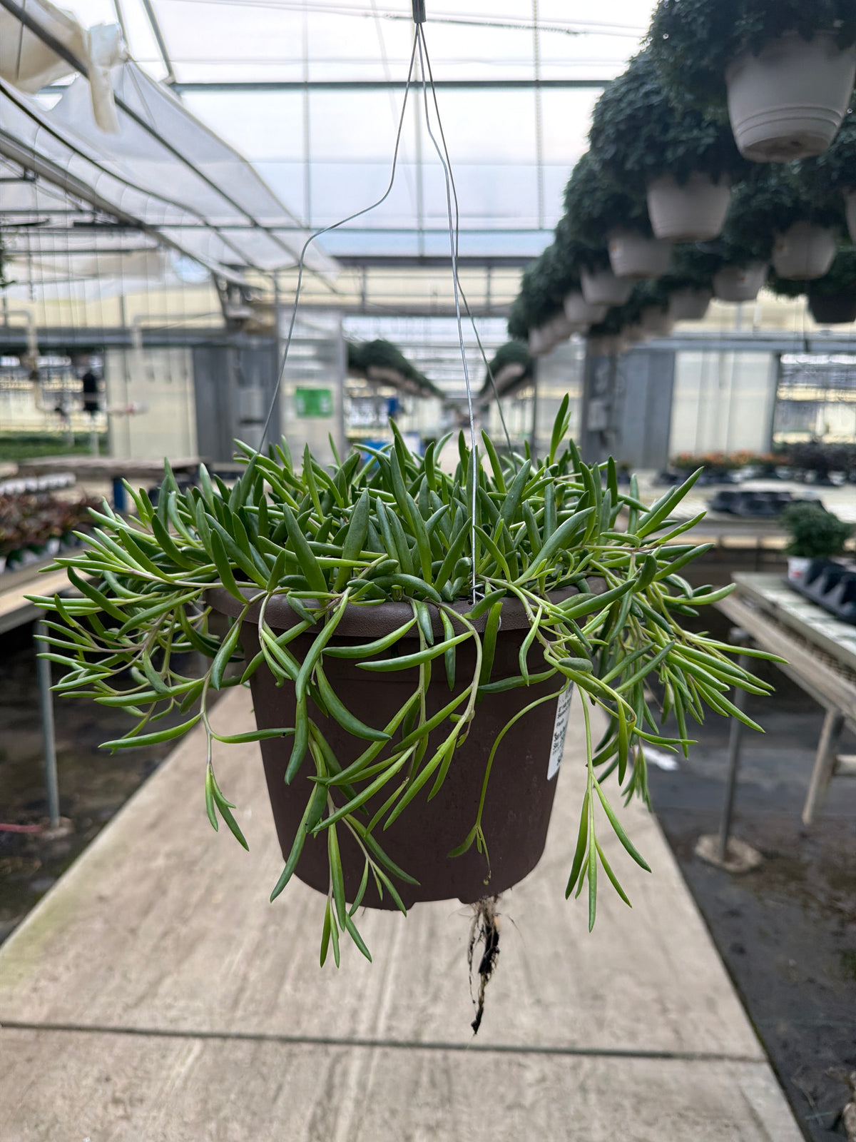 Senecio herreanus Purple Flush - 8" Hanging Basket