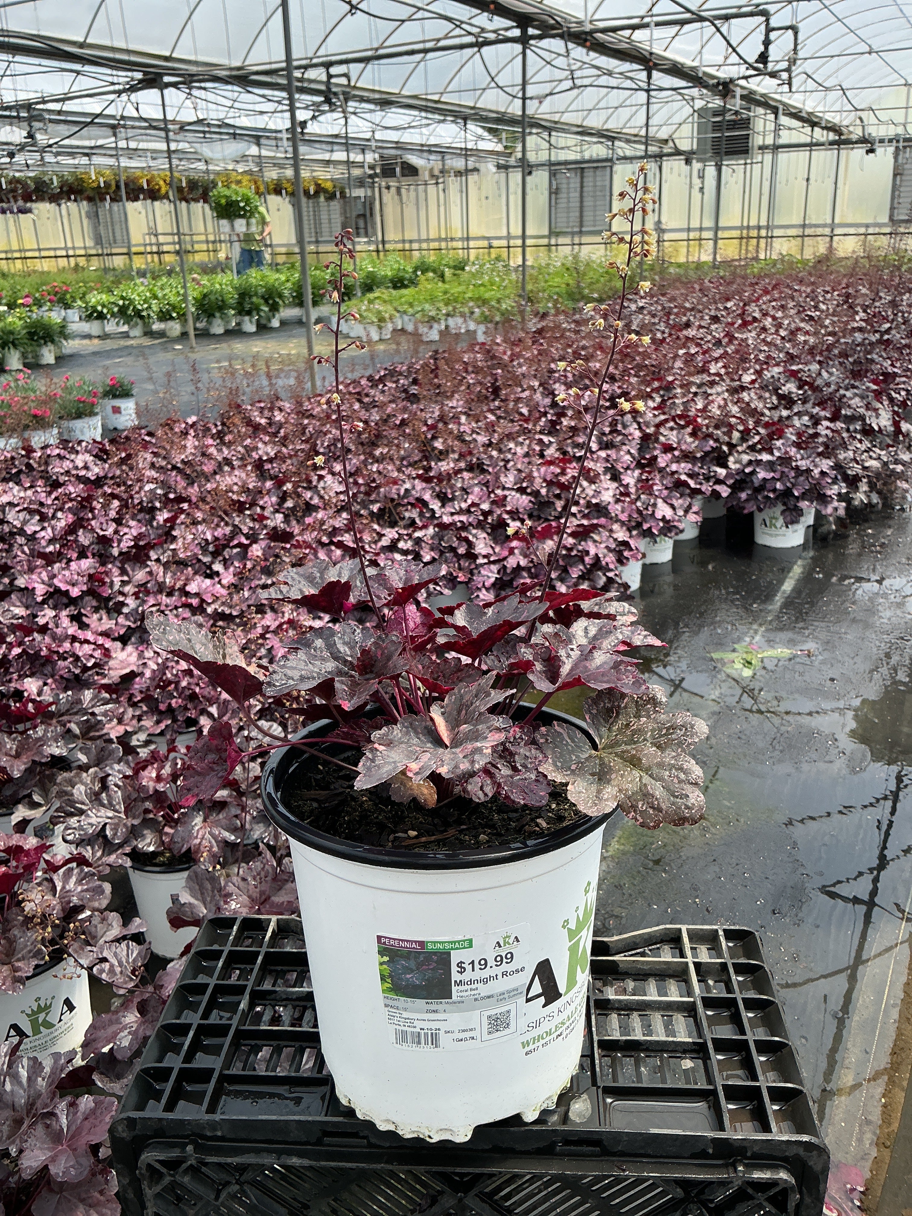 Heuchera Coral Bell Midnight Rose