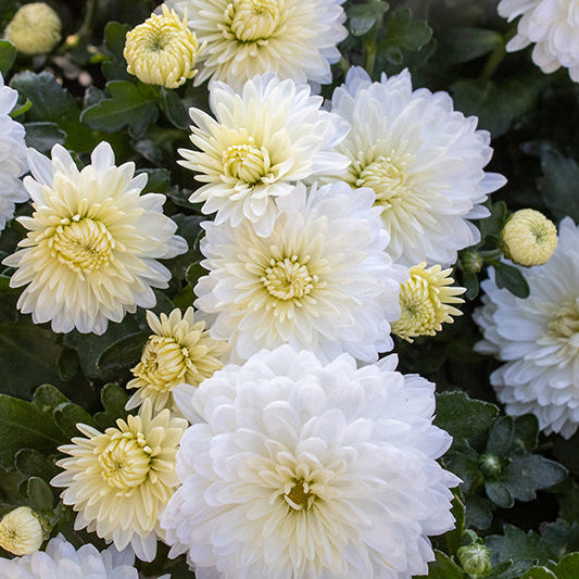 Celestial White - 10" Deco Pot Garden Mum