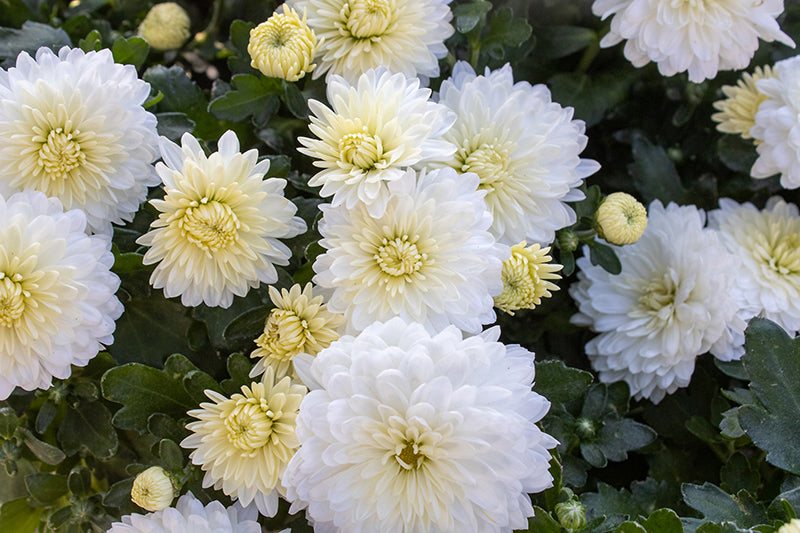 Celestial White - 11" Garden Mum Hanging Basket