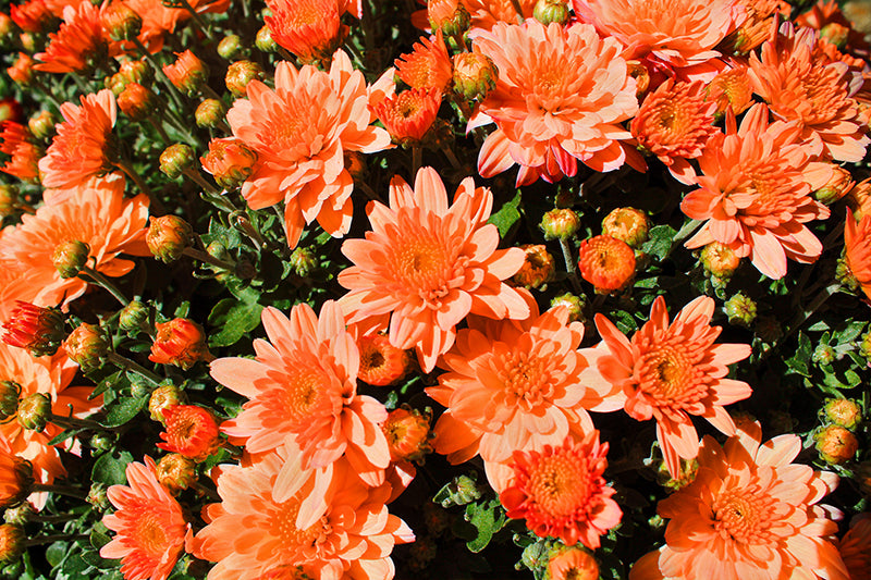 Pumpkin Pie - 9"x6" Potted Garden Mum