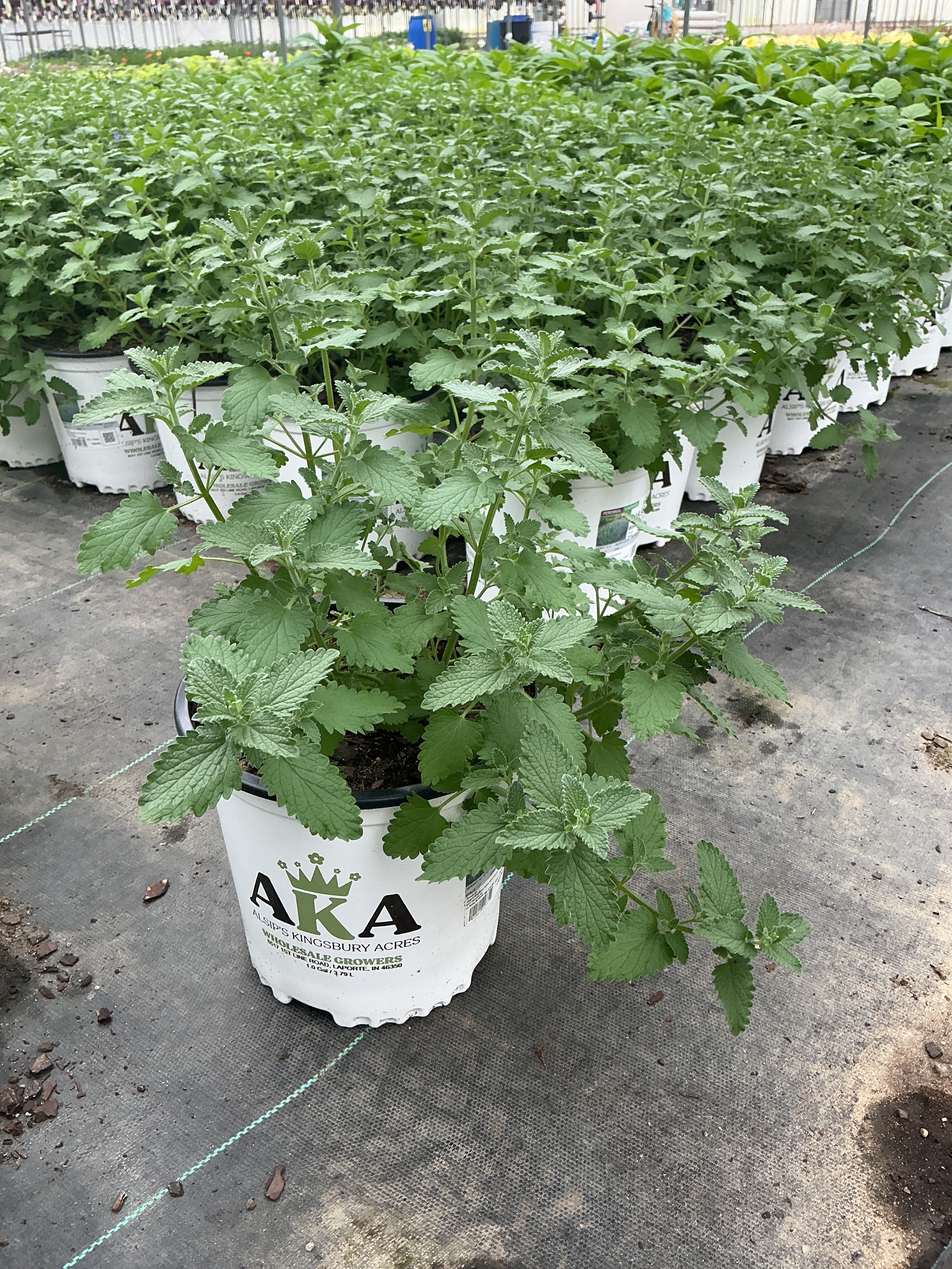 Nepeta Catmint Walkers Low