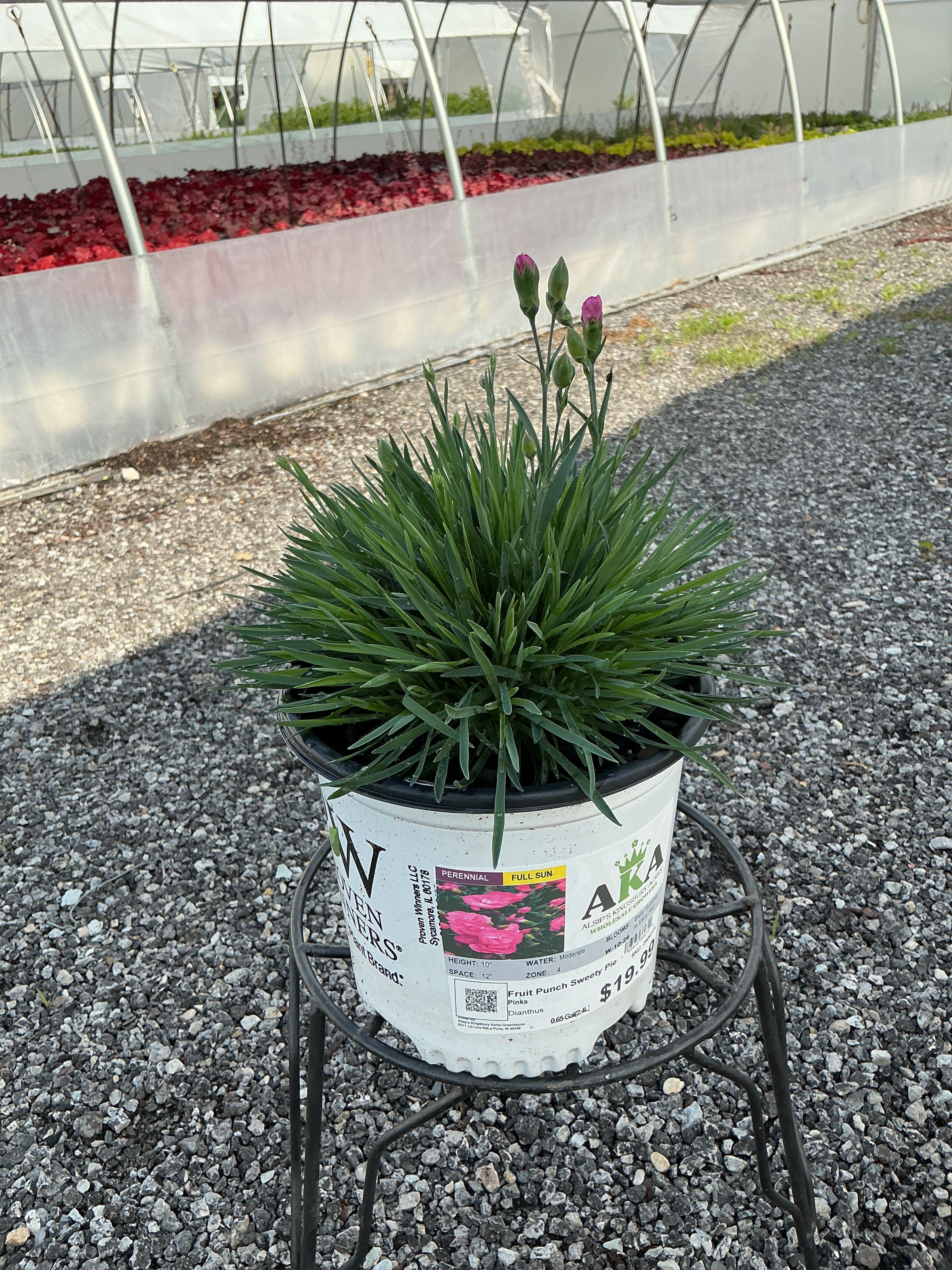 Dianthus Pinks Fruit Punch Sweety Pie - 6" Perennial