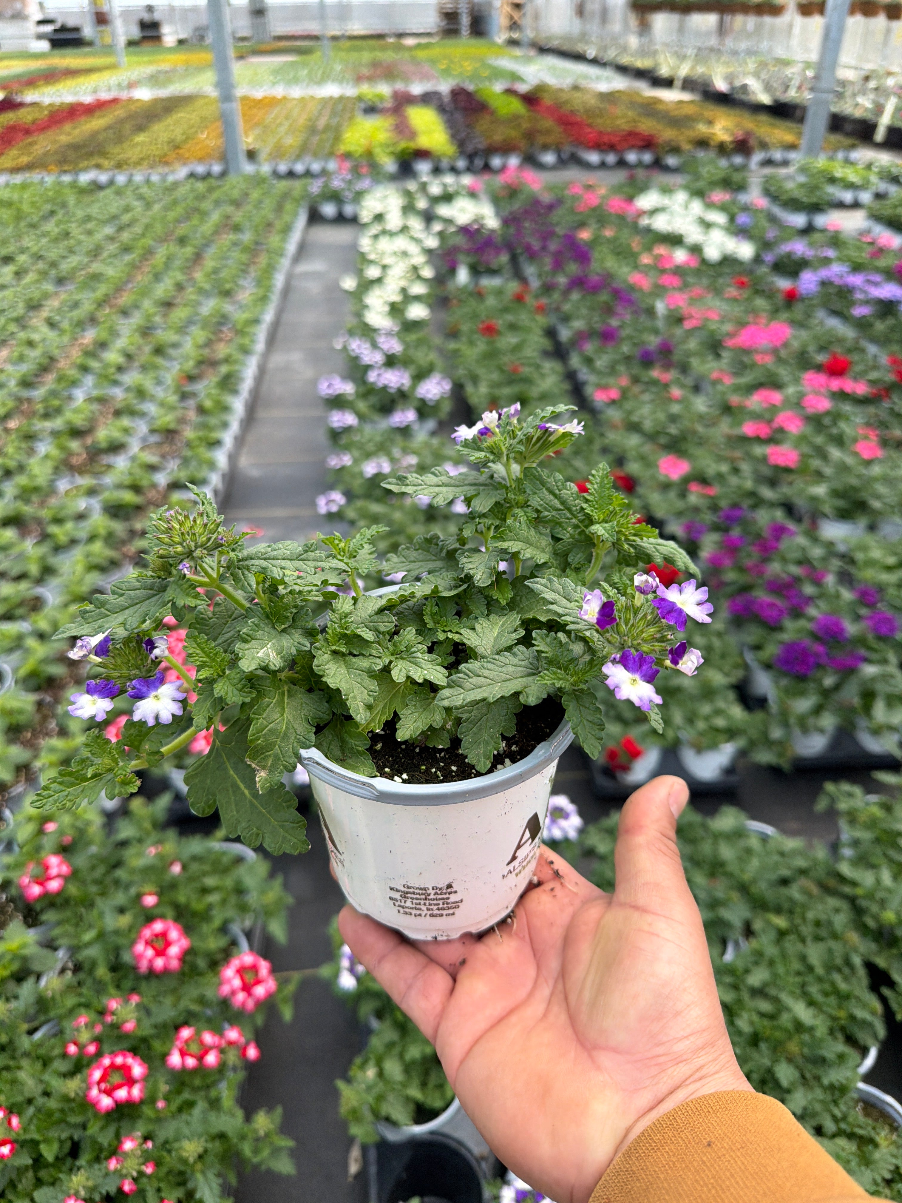 Verbena Wicked Great Grape - 4.33" Premium Annual