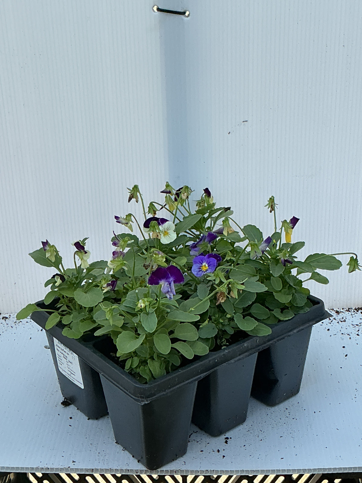 Viola Sorbet XP Mix Jump Up - 6 Pack Annual