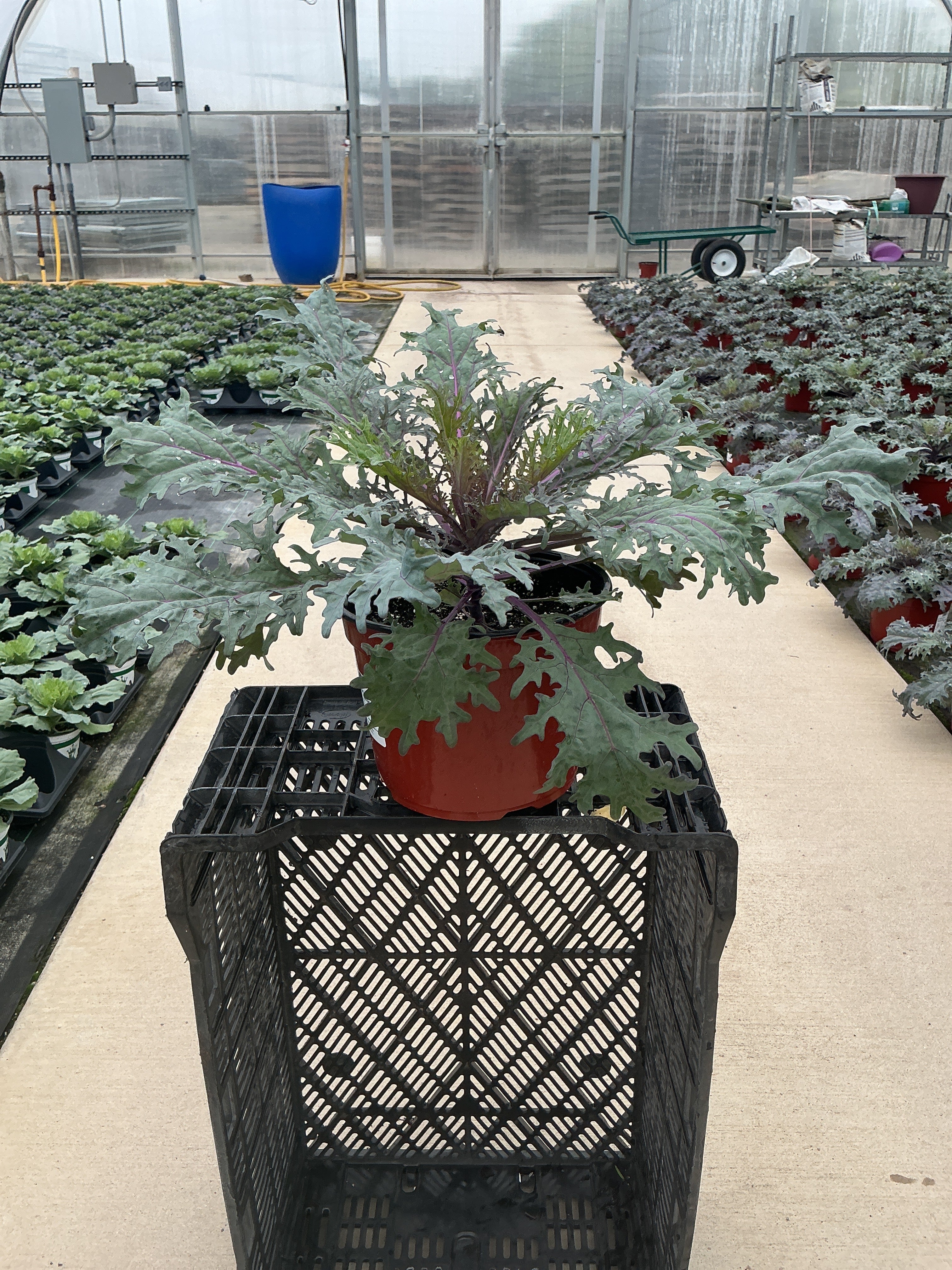 Peacock Red Ornamental Kale - 8" Fall Annuals