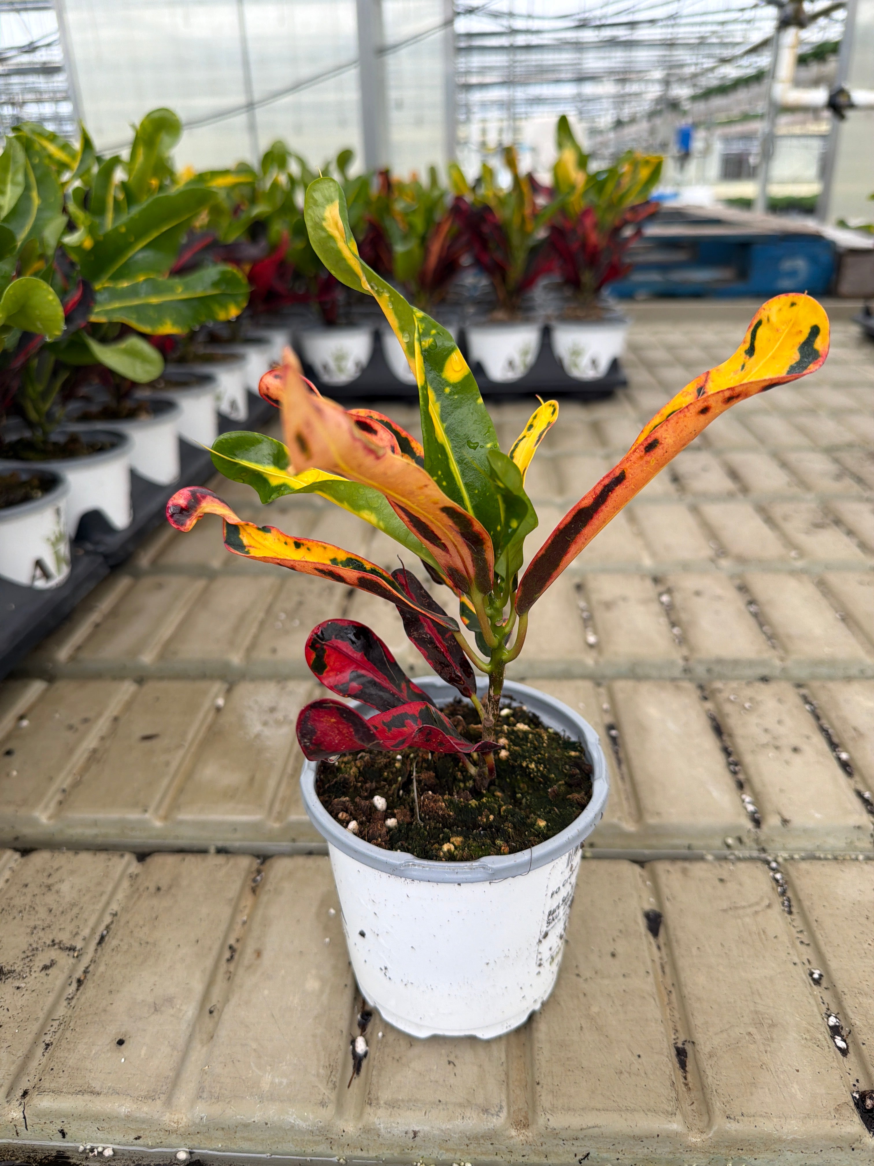 Mammy Croton - Codiaeum - 4" Pot
