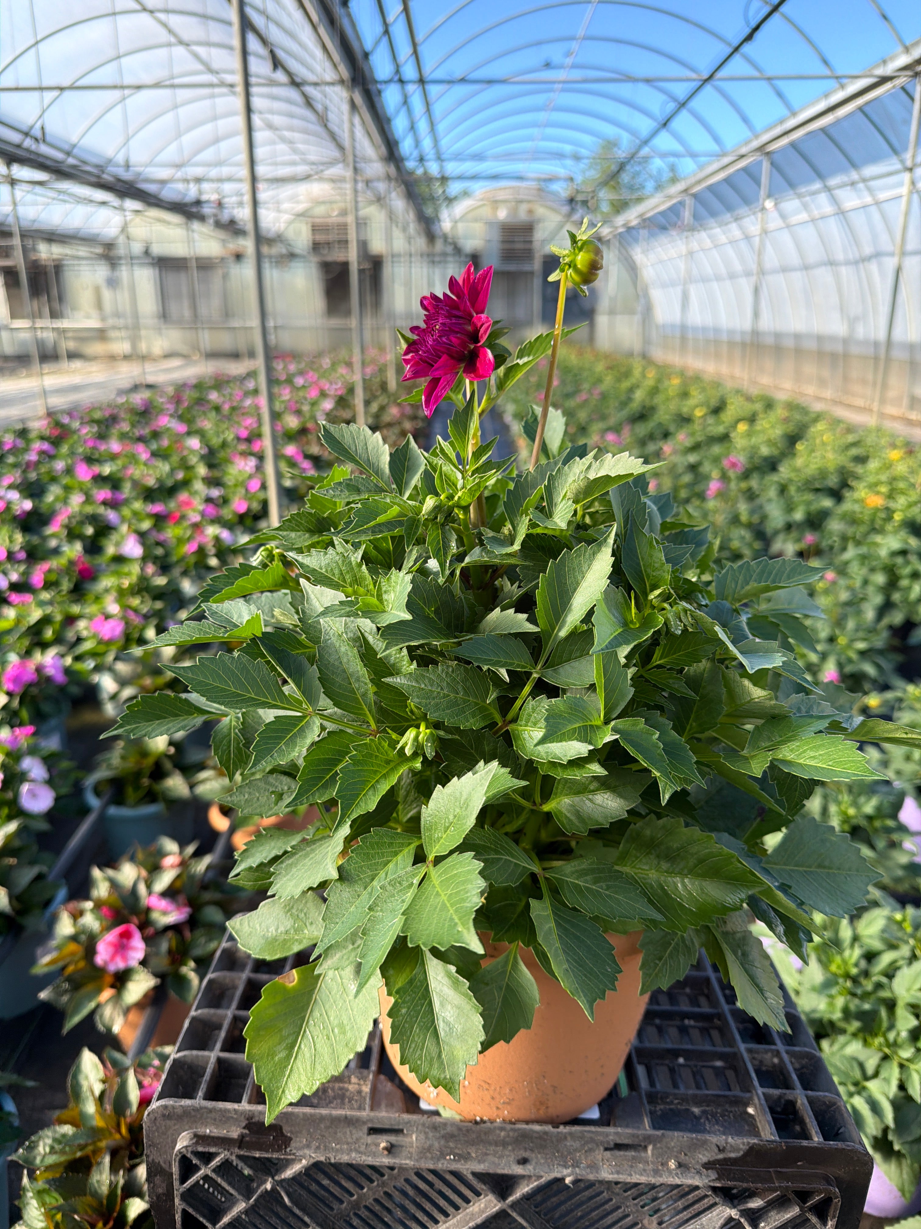Dahlia Venti Royal Purple 24 - 8" Planter