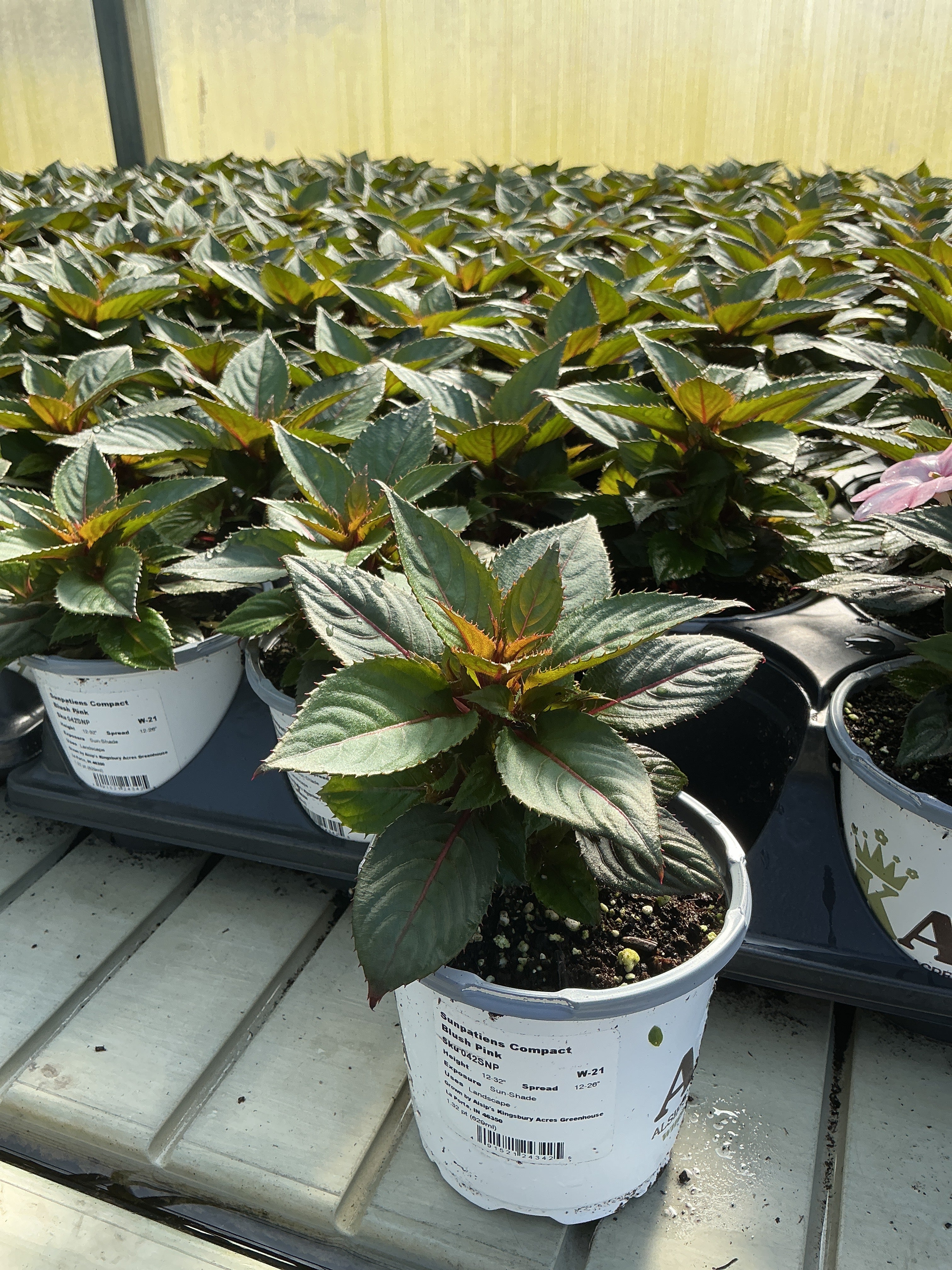 SunPatiens Blush Pink - 4.33" Premium Annual
