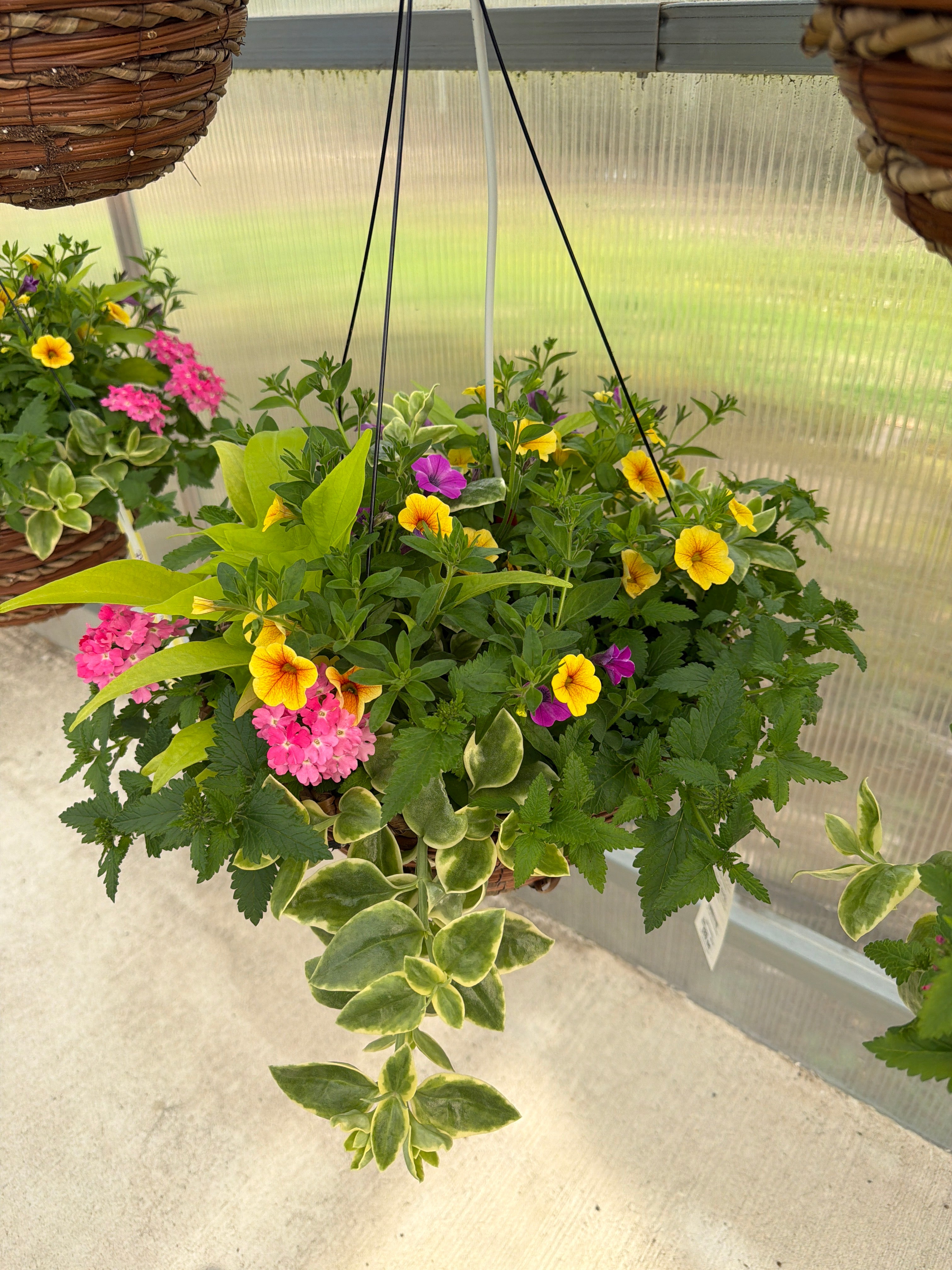 508 Combo - 14" Coco Hanging Basket