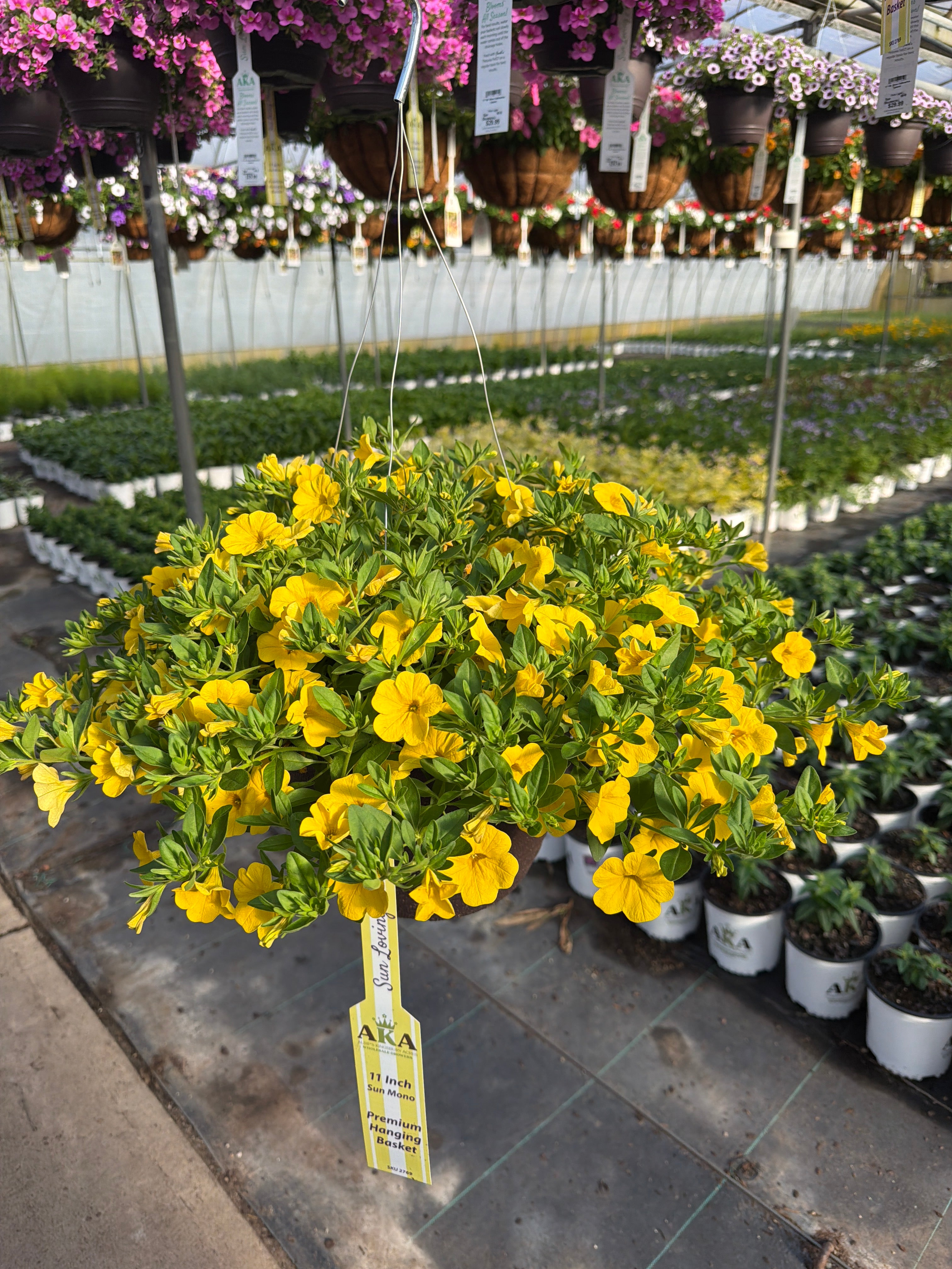 Calibrachoa Cabaret Yellow - 11" Hanging Basket