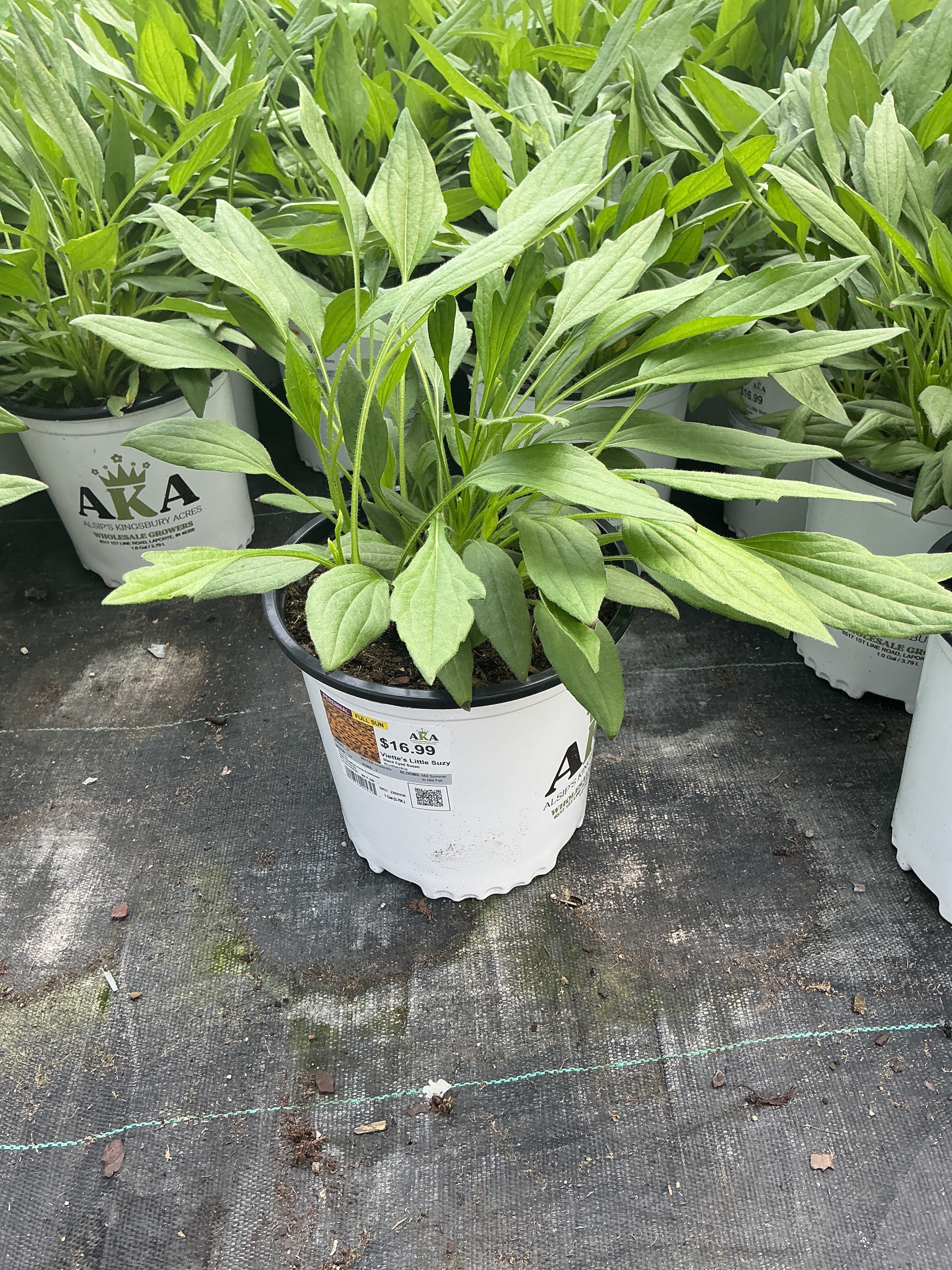 Rudbeckia Black Eyed Susan Viette's Little Suzy