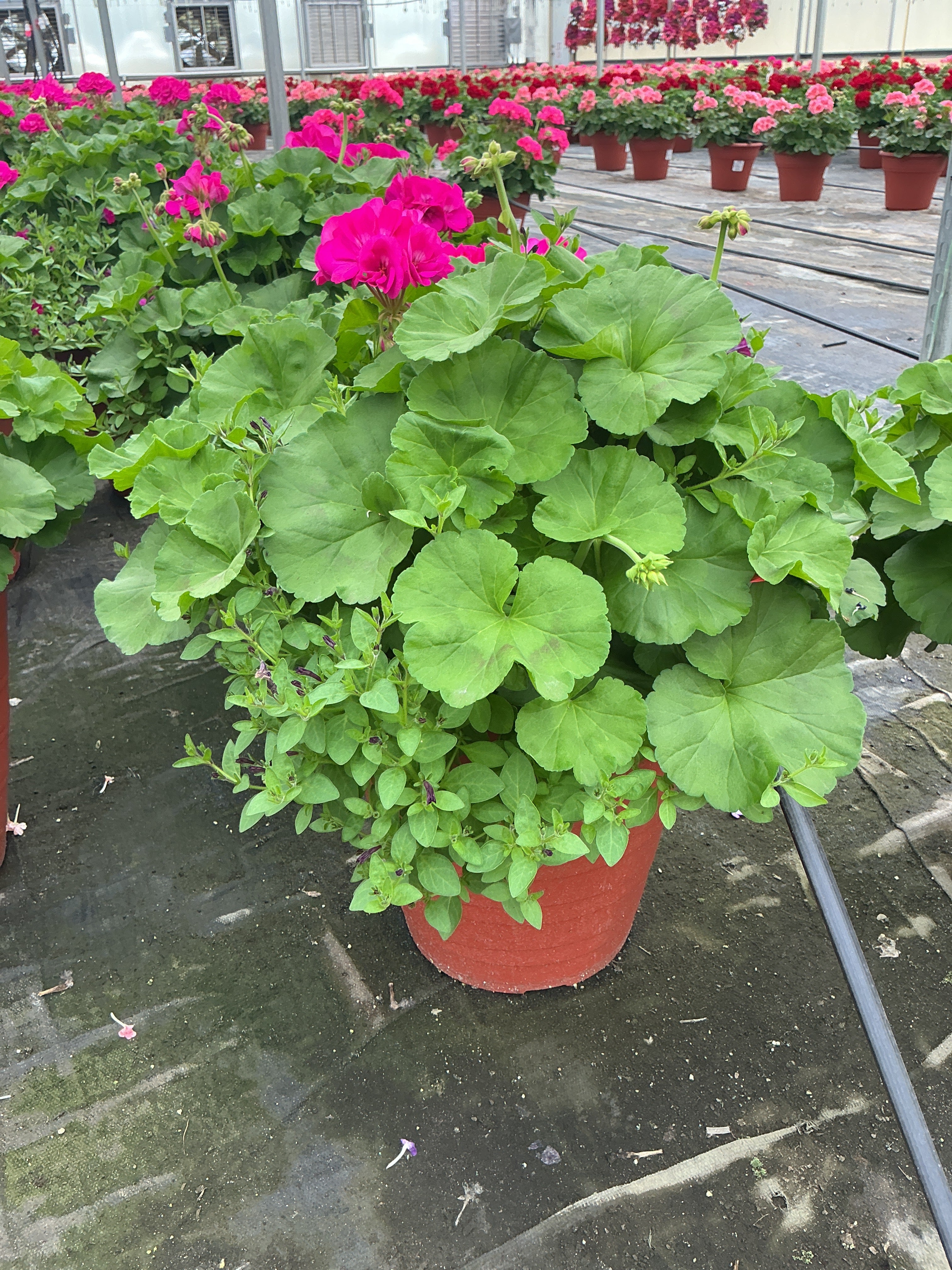 Geranium Itsy Combination - 12" Tall Planter