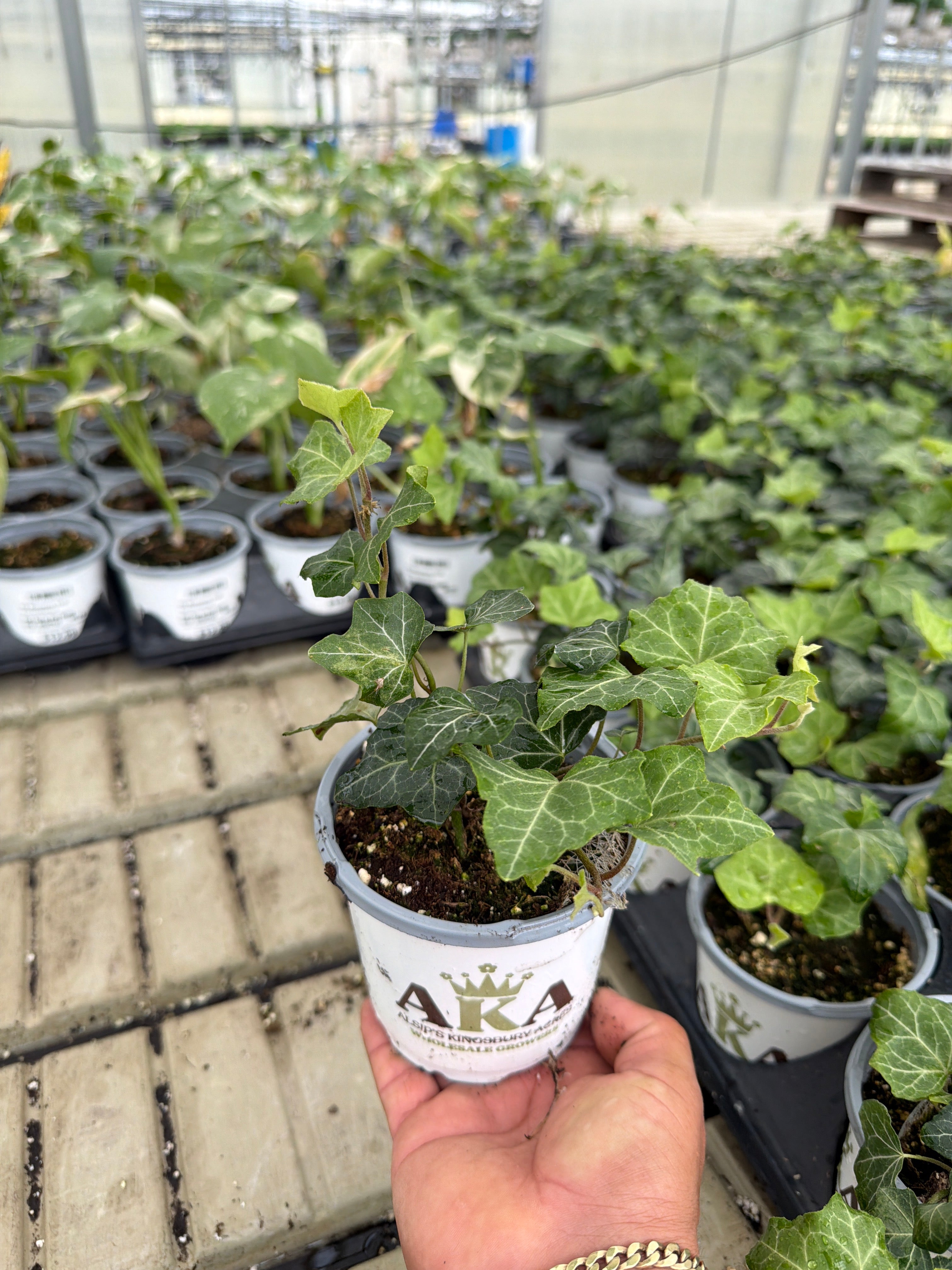 Baltic Ivy - Hedera helix 'Baltica' - 4" Pot