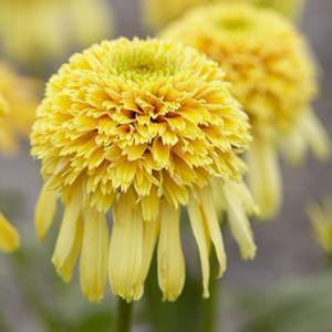 Echinacea Coneflower Cone-fections Lemon Drop