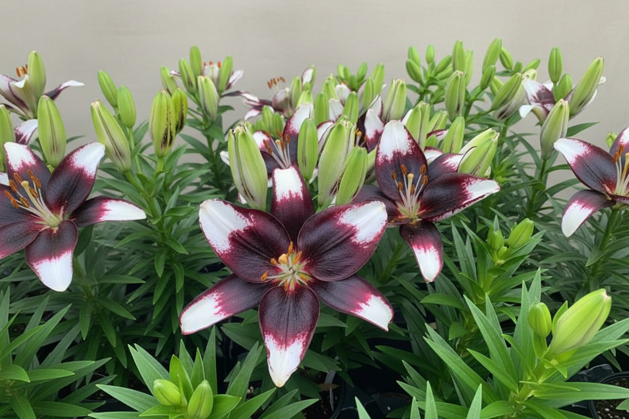 Lilium Lily Lily Looks Tiny Halo Eclipse