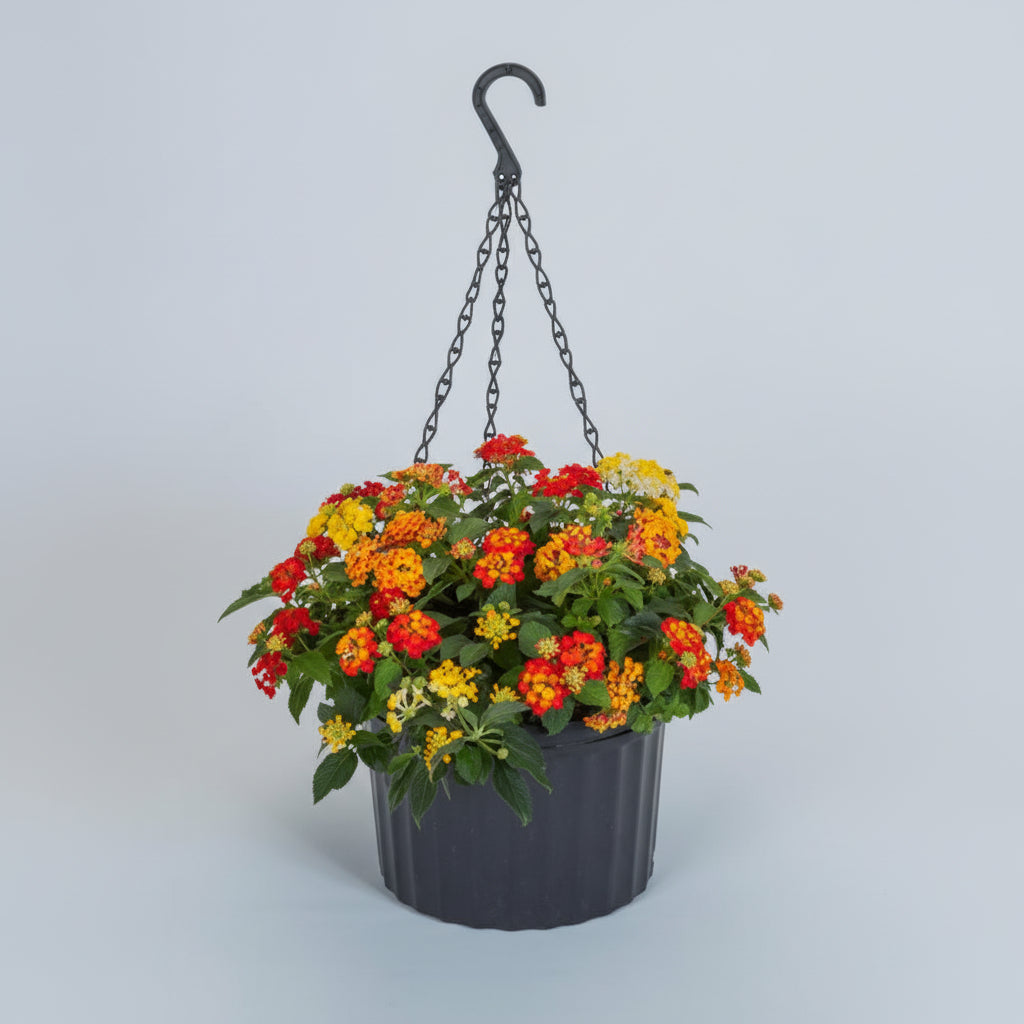 Kombo Bandana Lava Flow Mix - 11" Hanging Basket