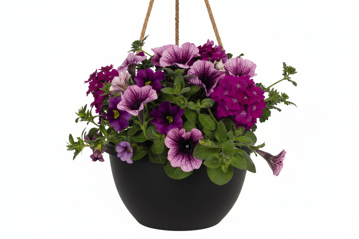 Confetti Purple Cleopatra - 8" Combination Hanging Basket