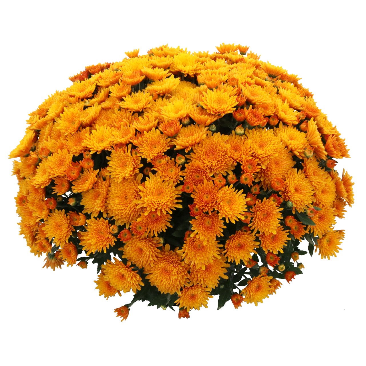 24 Kara Mum Bronze - 9"x6" Potted Garden Mum