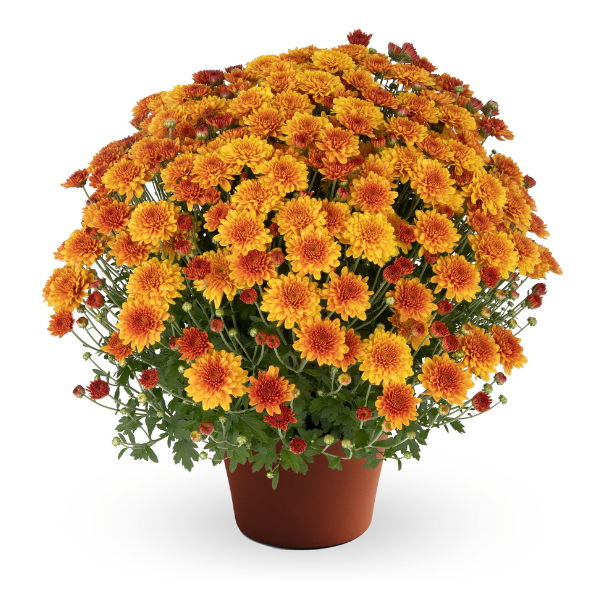 Beatrice Orange New - 9"x6" Potted Garden Mum