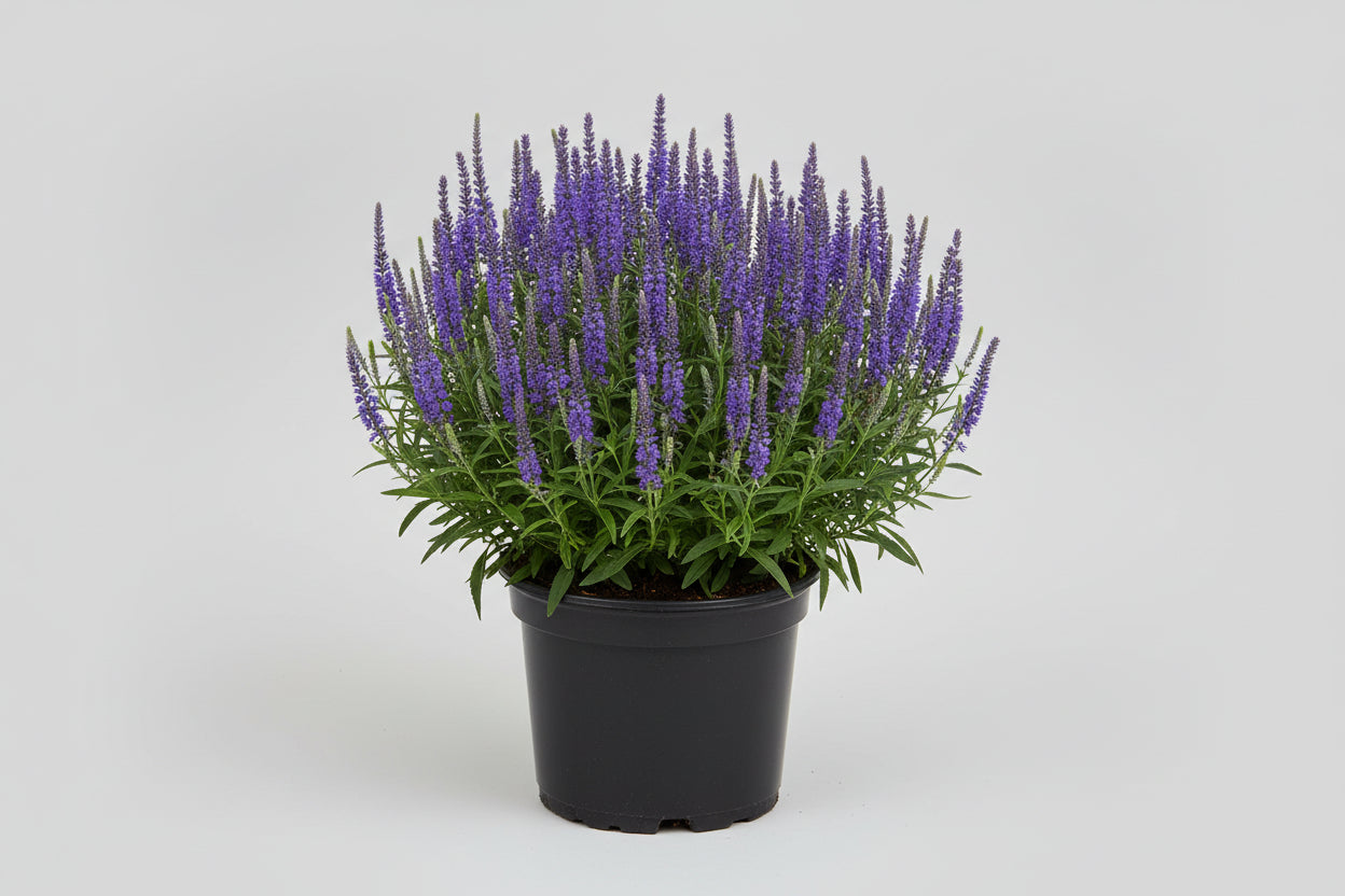 Veronica Speedwell Moody Blues® Dark Blue Improved