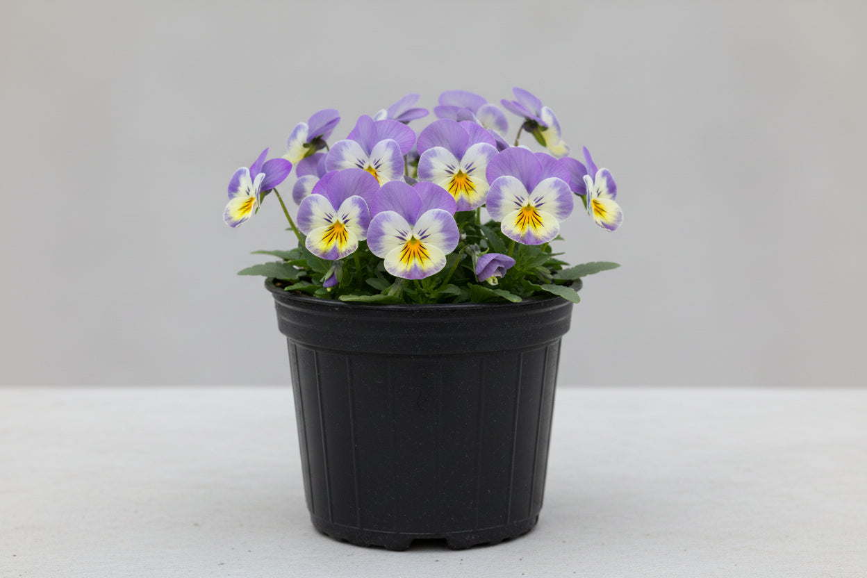 Viola Common Violet Cornu Etain - 6" Perennial