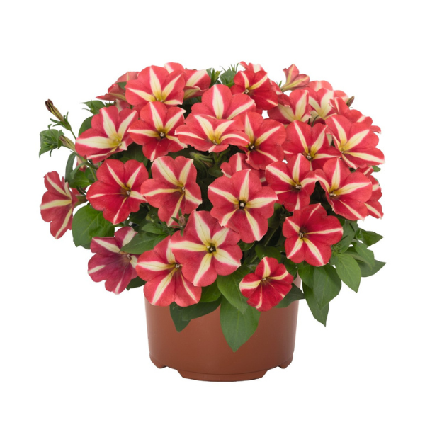 Petunia Sweetunia Windmill Red - 11" Hanging Basket
