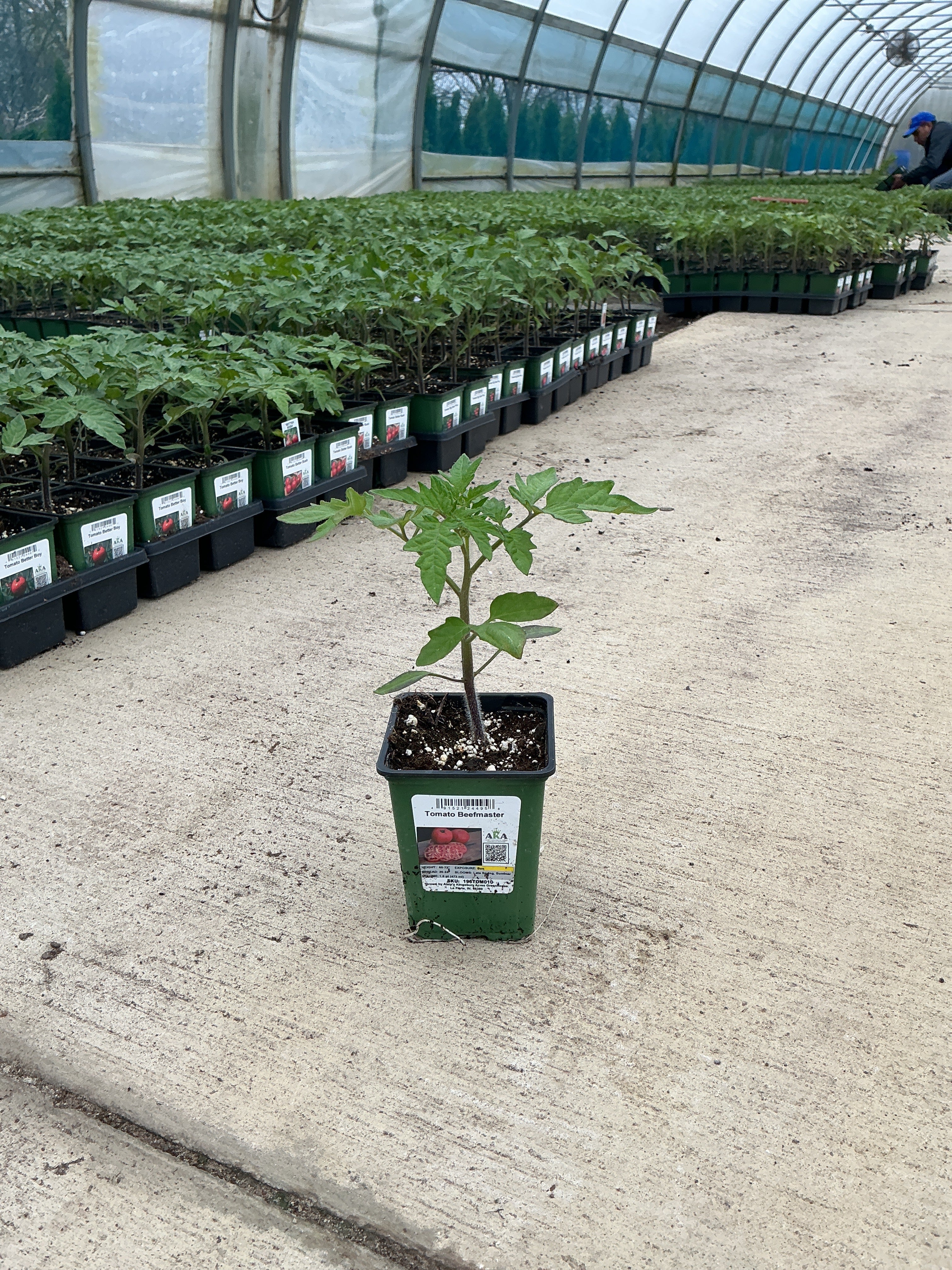 Tomato Beefmaster - 4" Potted Vegetable