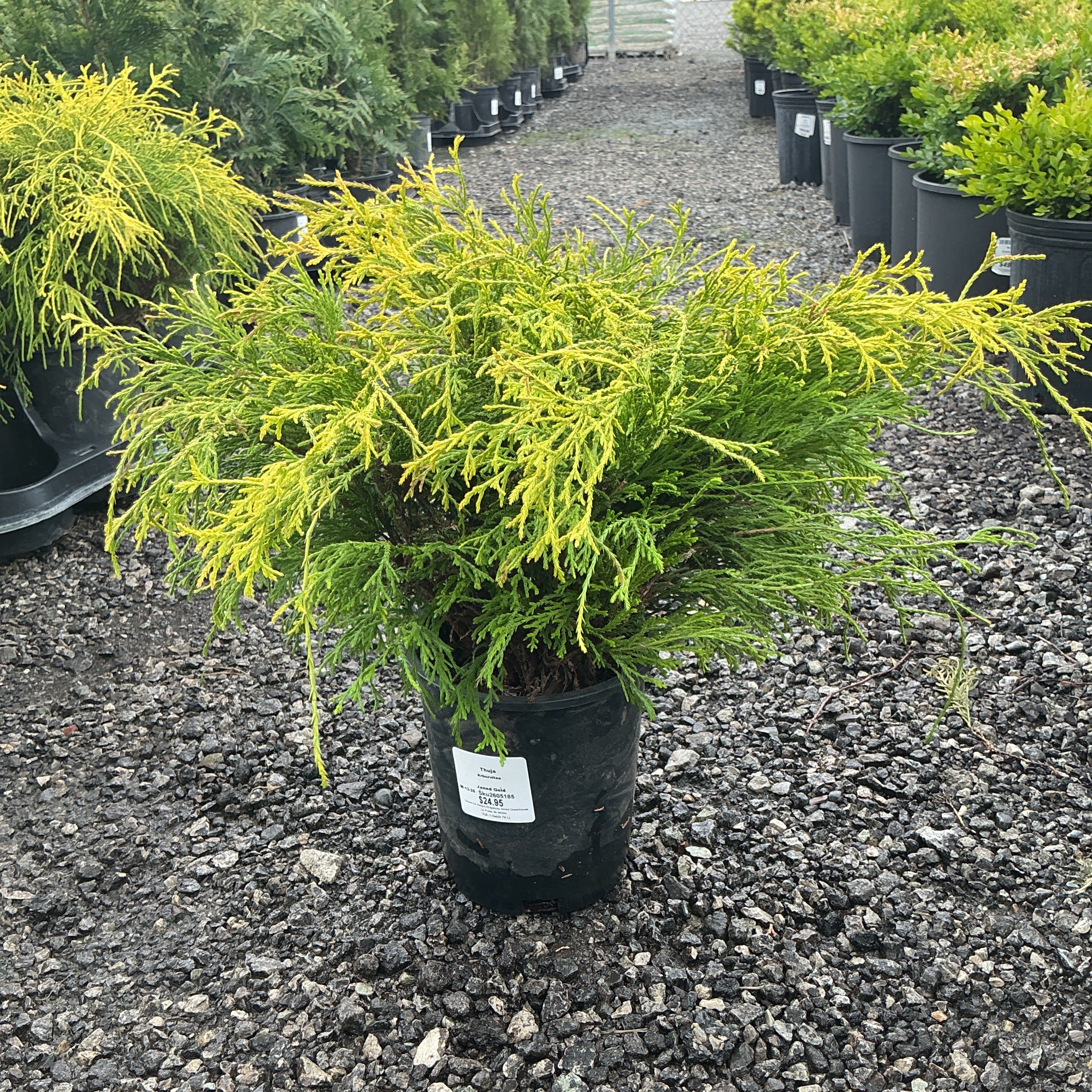 Juniper Janed Gold