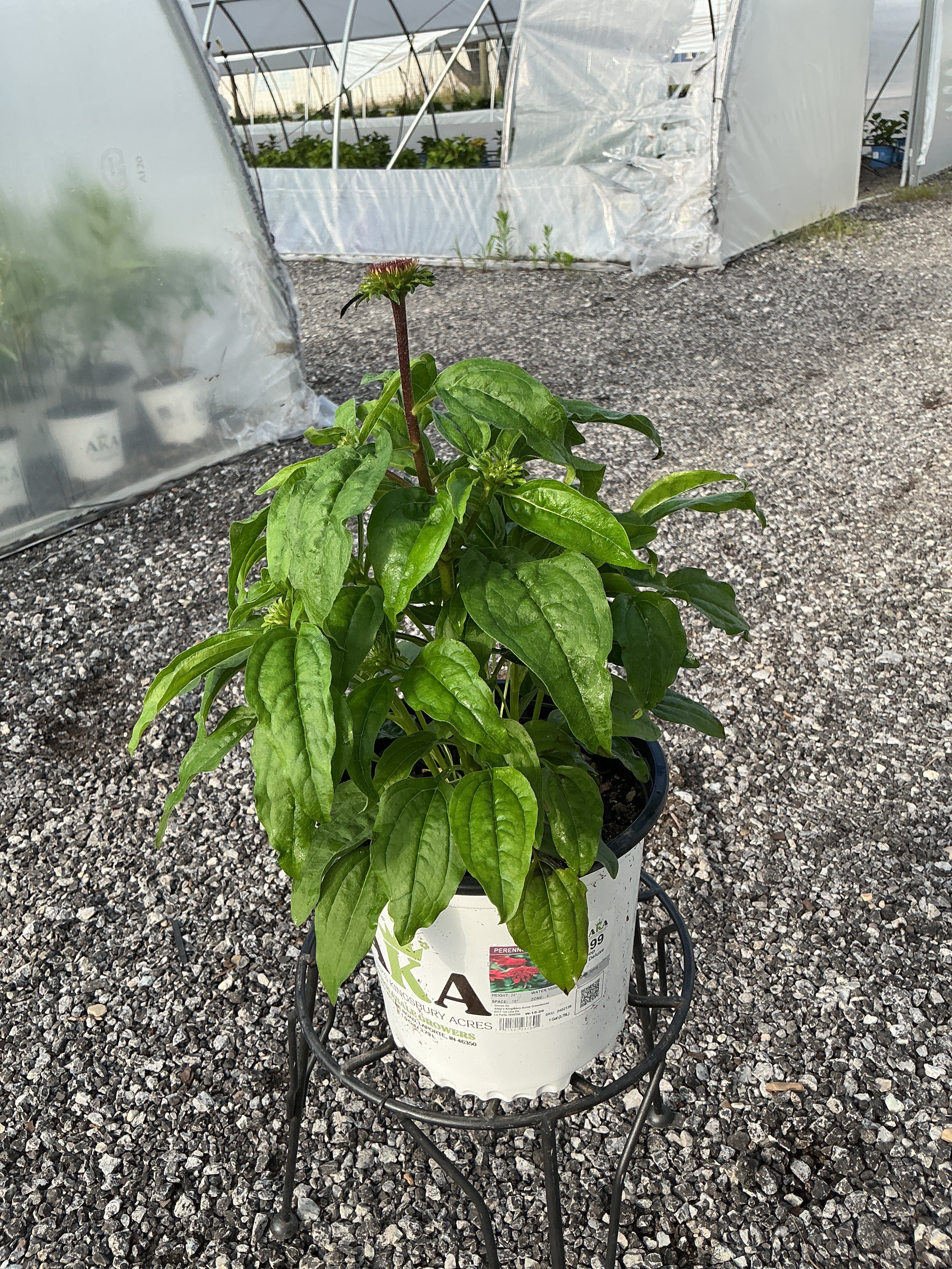 Echinacea Coneflower Double Scoop Strawberry Deluxe