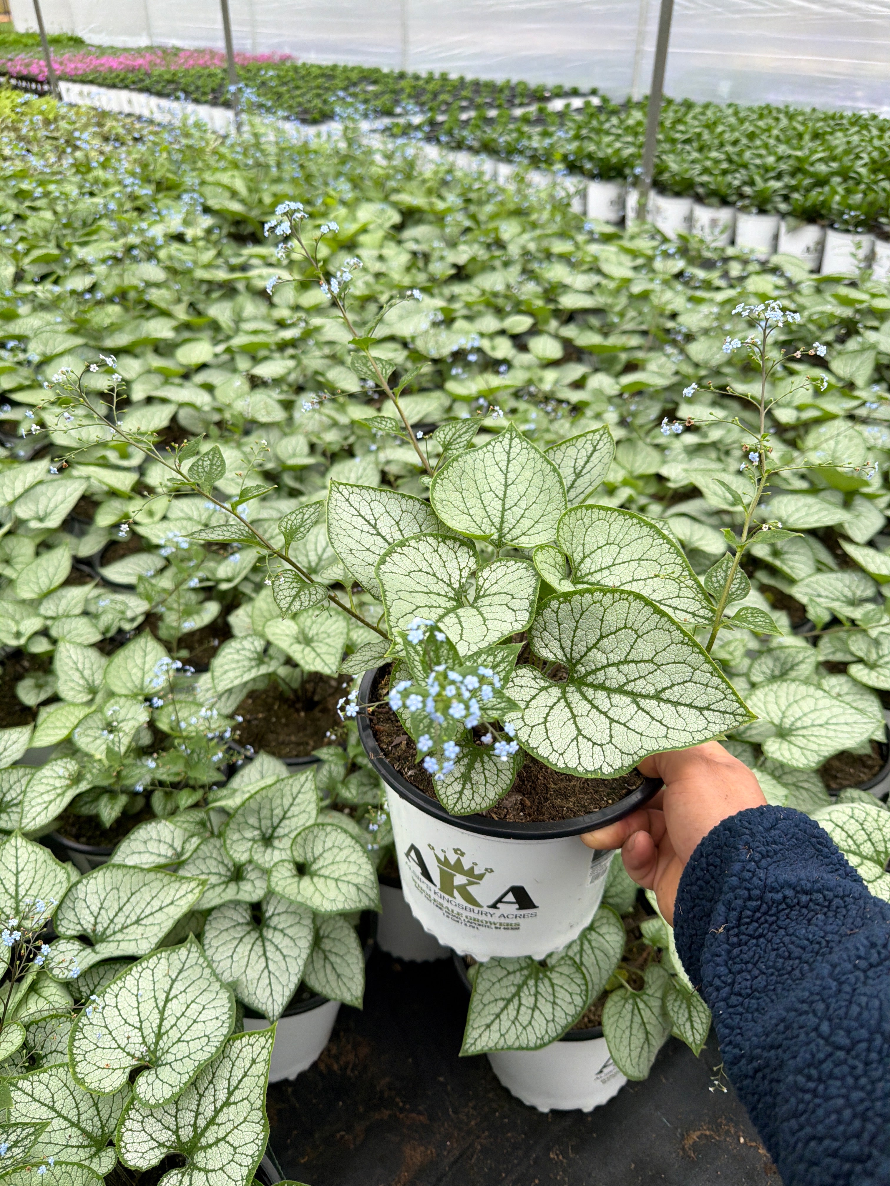 Brunnera Siberian Bugloss Jack Frost
