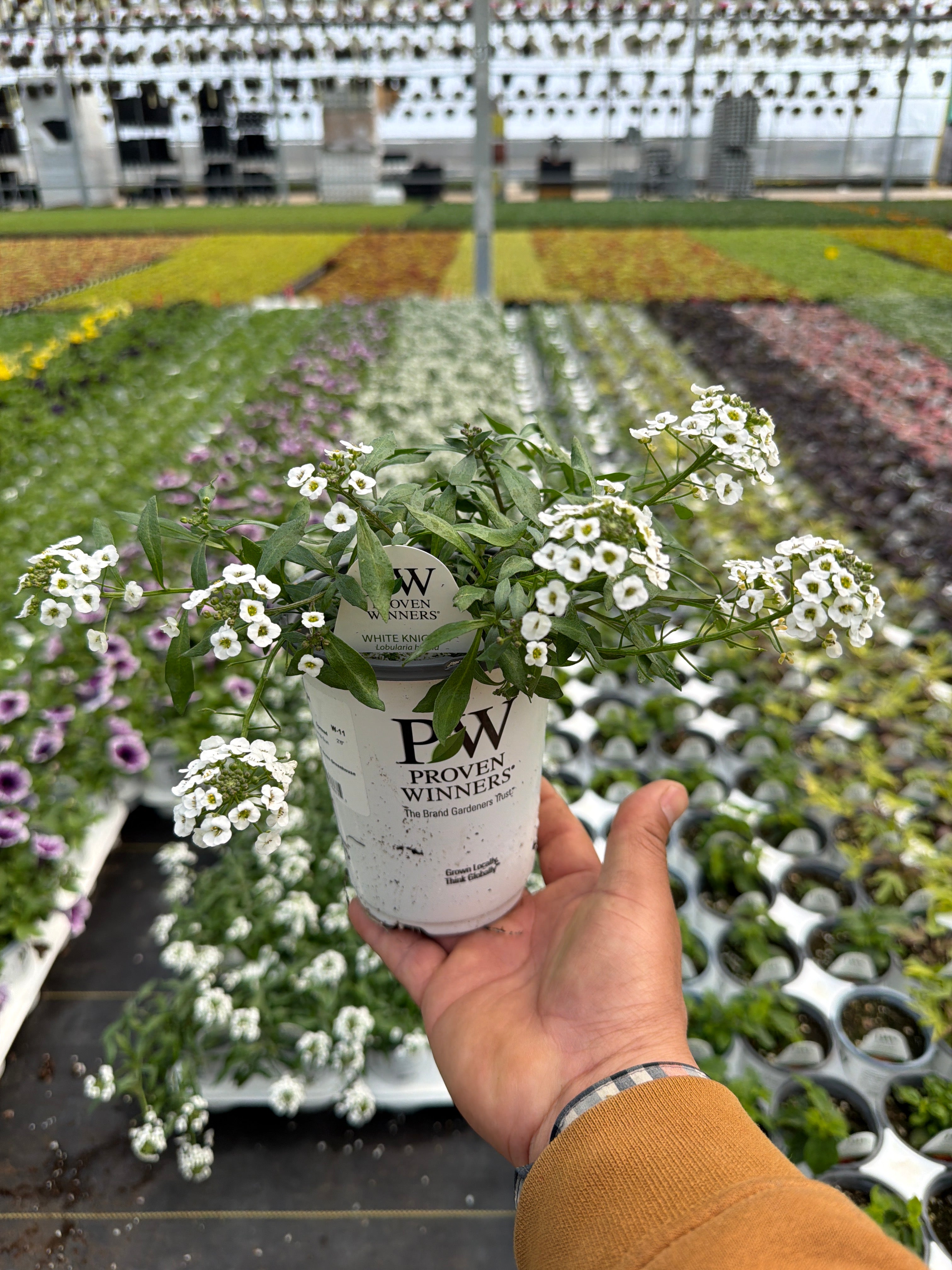 Lobularia White Knight - 4.25" Proven Winners Annual