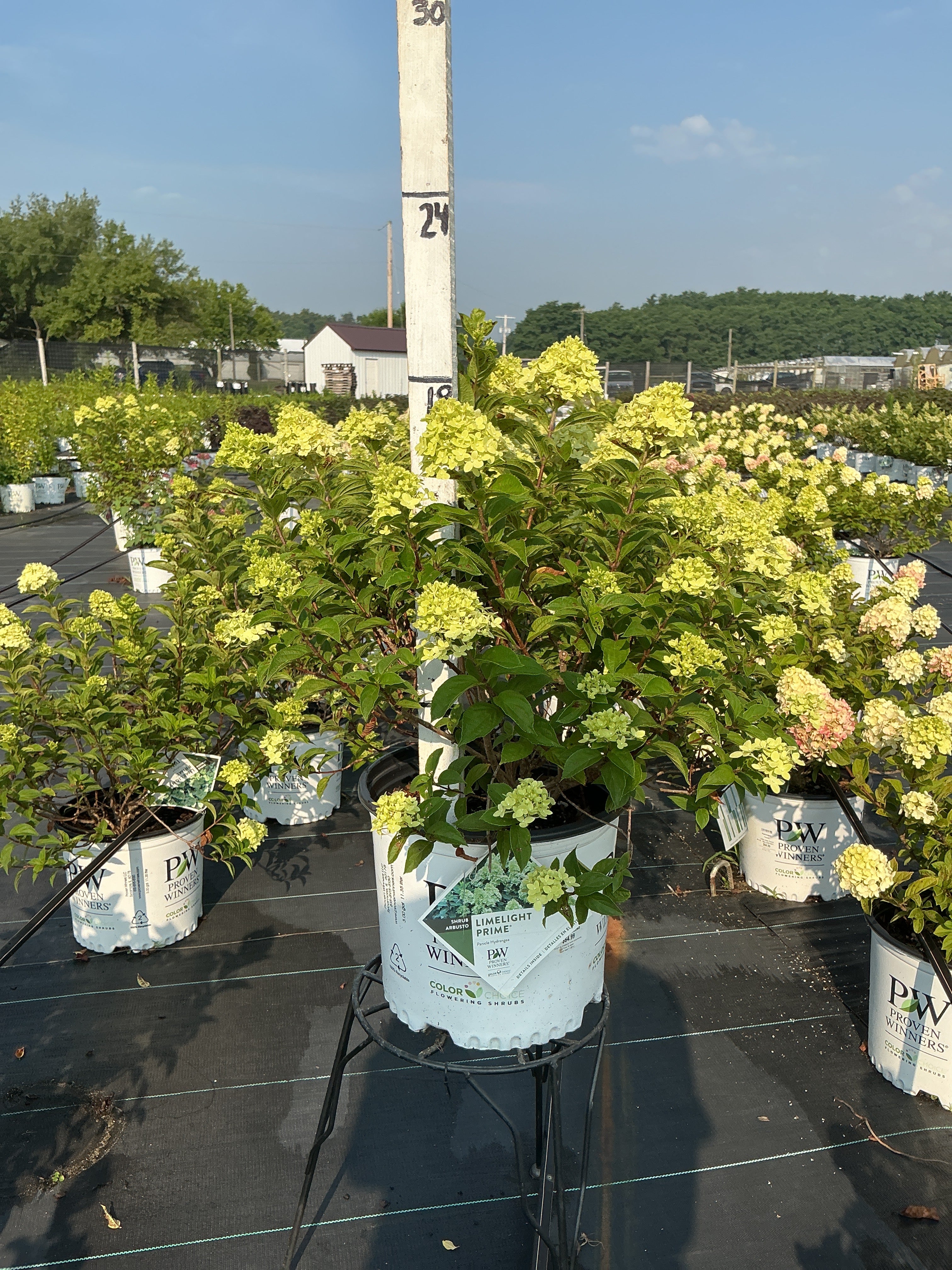 Hydrangea Limelight Prime