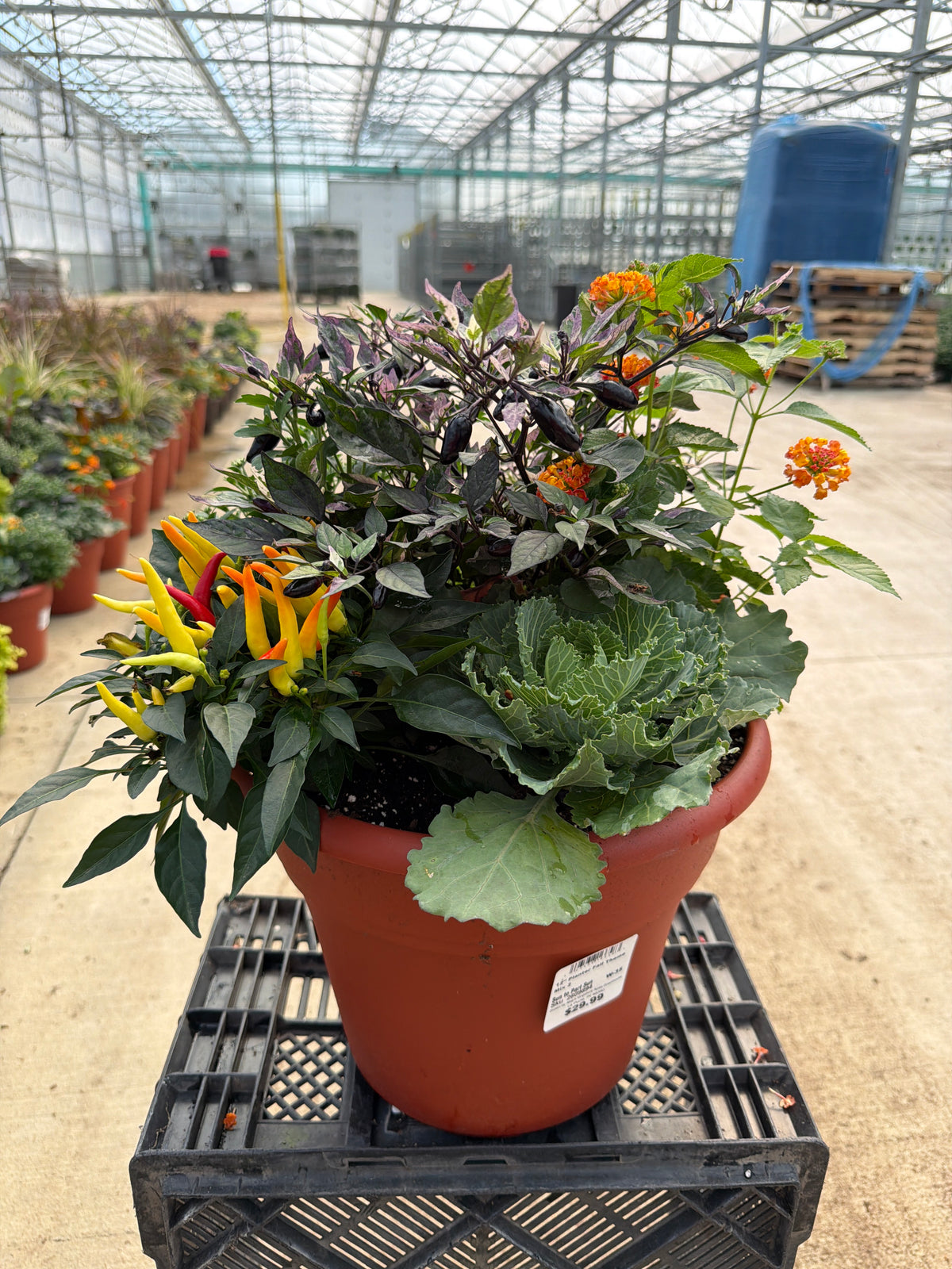 12" Planter Fall