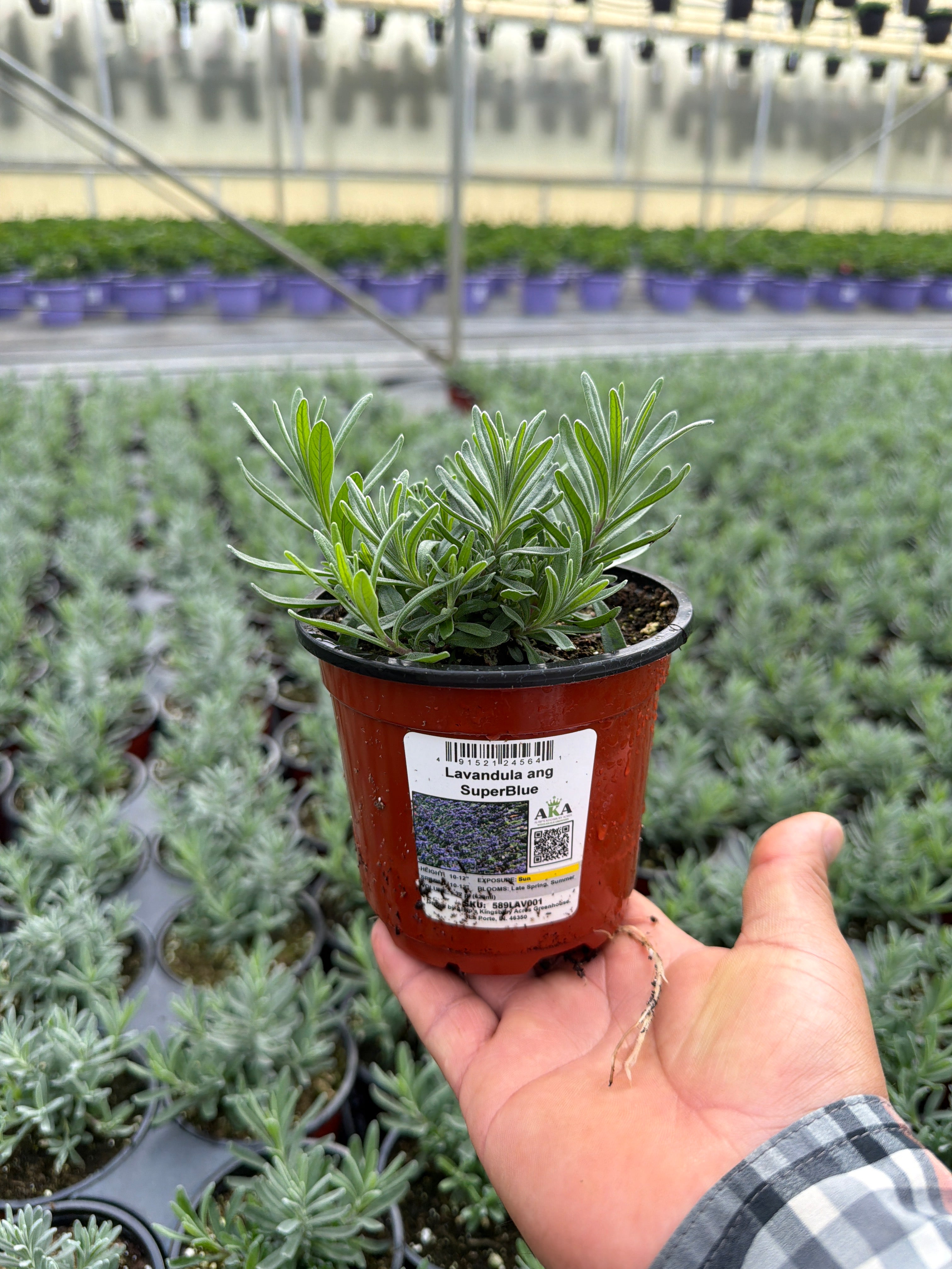 Lavandula ang SuperBlue - 4.33" Potted Herb