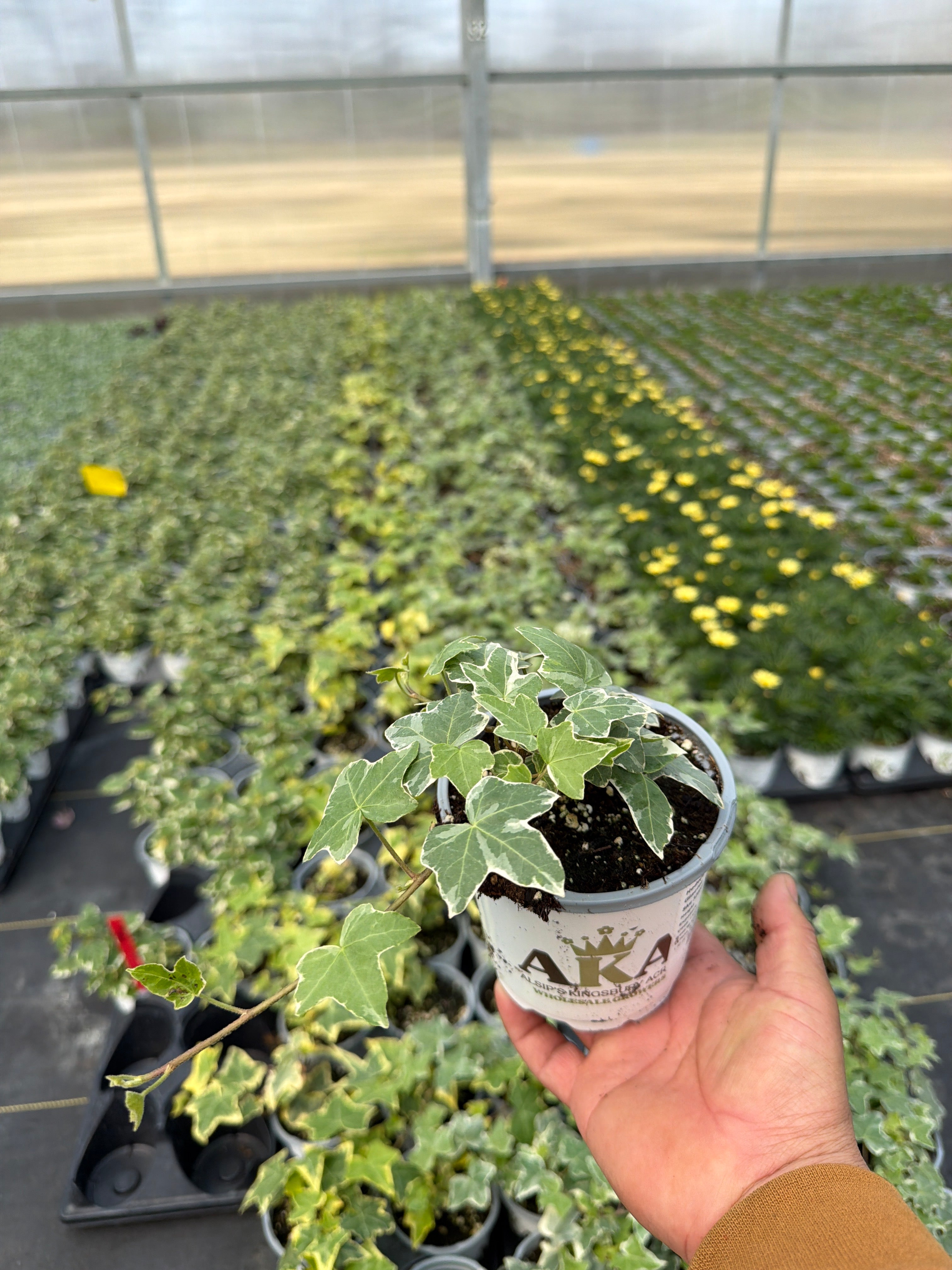 Hedera Helix Glacier - 4.33" Premium Annual