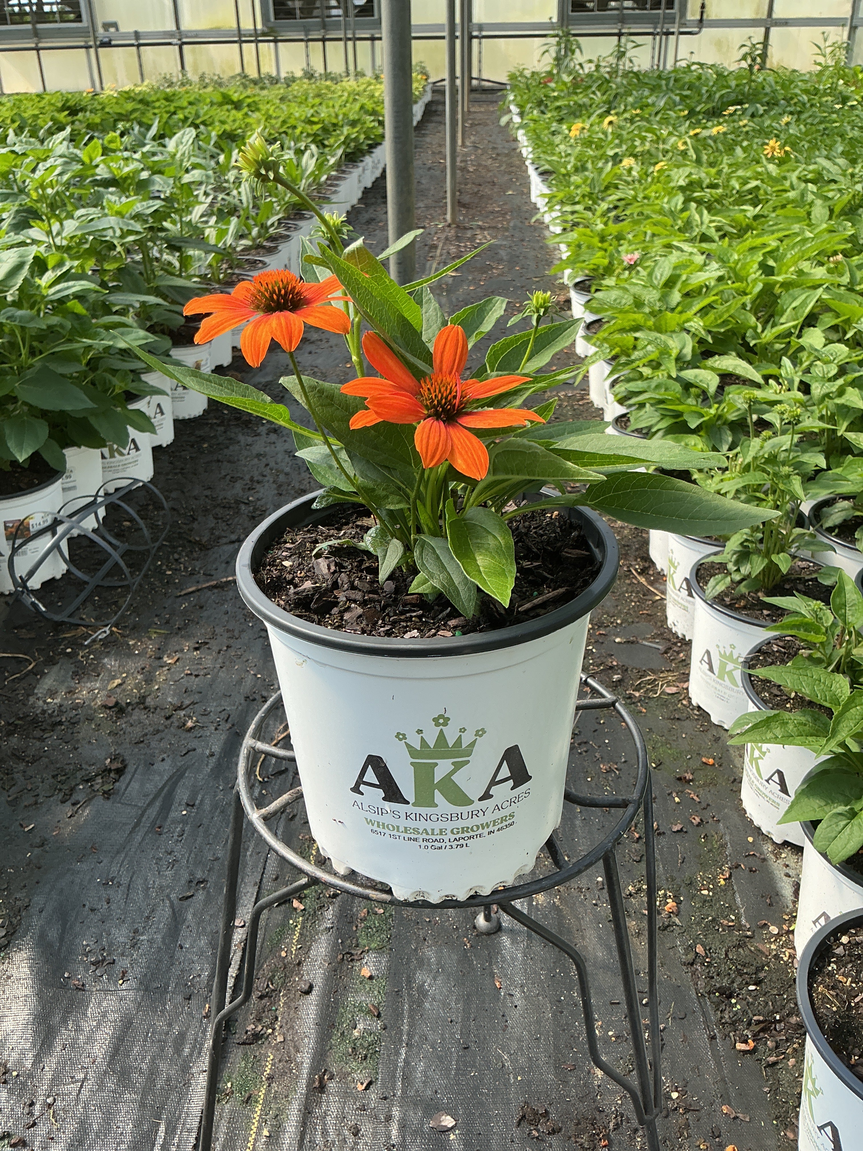 Echinacea Coneflower Sombrero Adobe Orange
