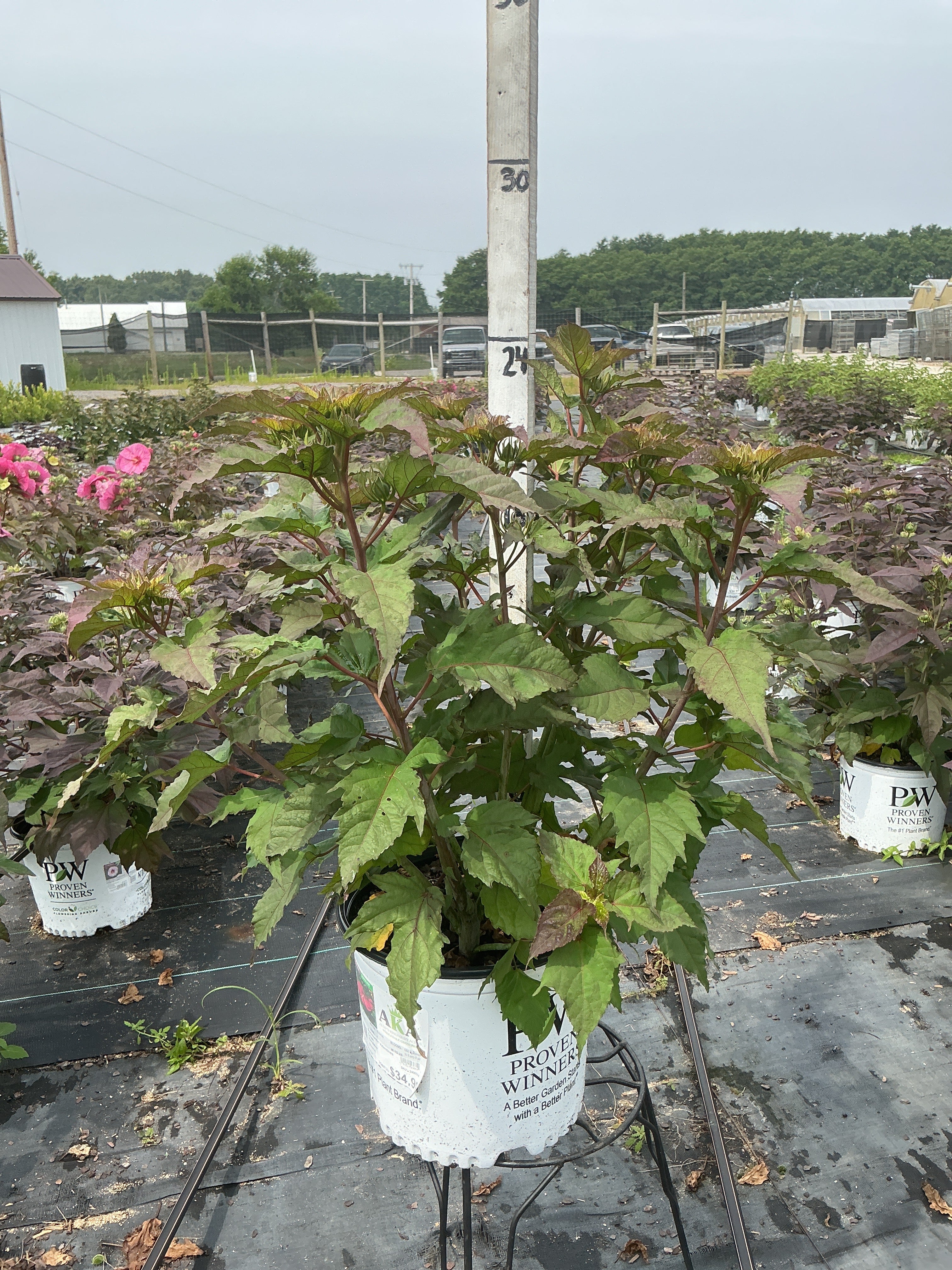 Hibiscus Rose Mallow Summerific Valentines Crush