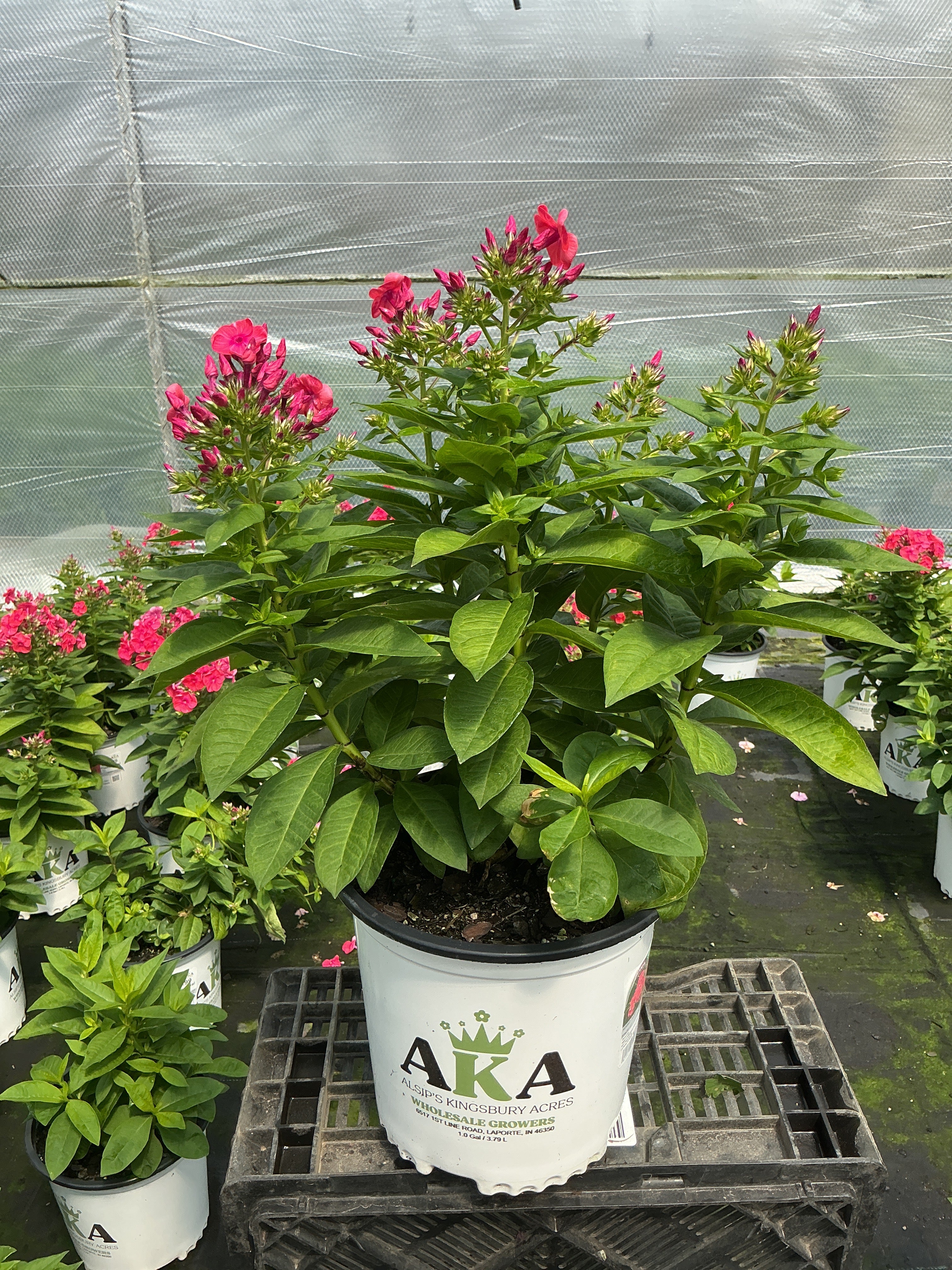Phlox Garden Phlox Flame Coral