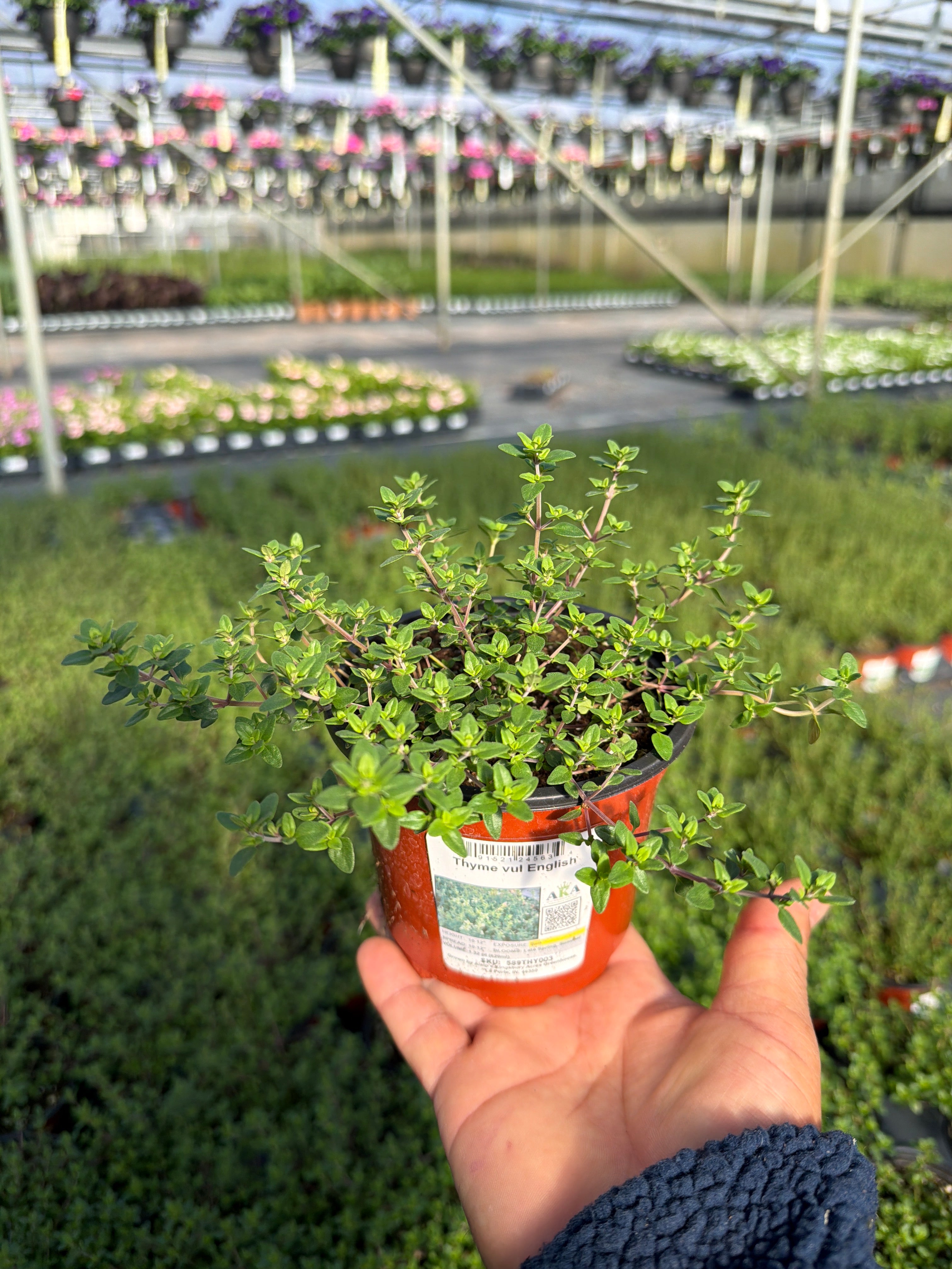 Thyme English - 4.33" Potted Herb