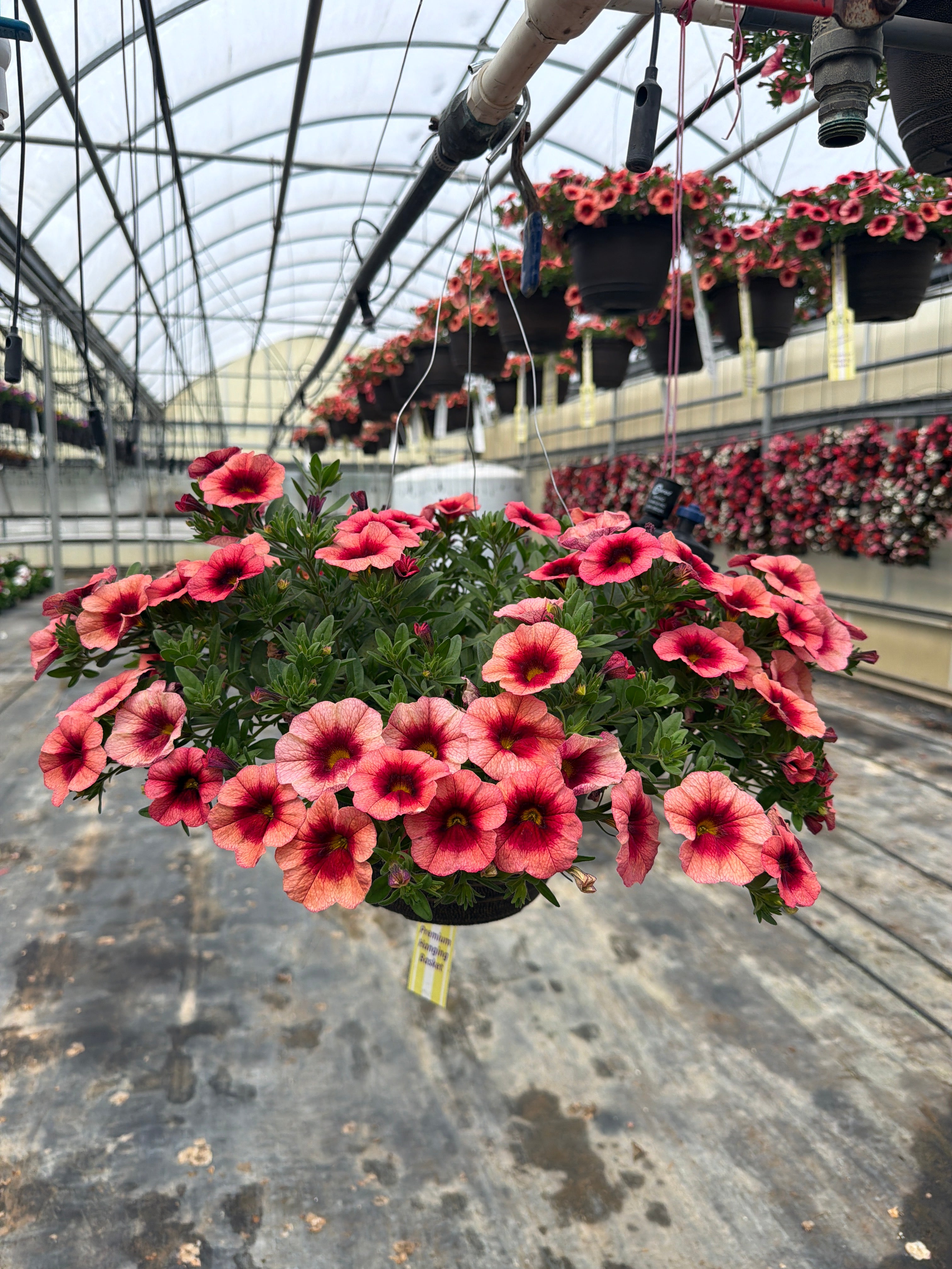 Calibrachoa Bloomtastic Peach Grenadine - 11" Hanging Basket