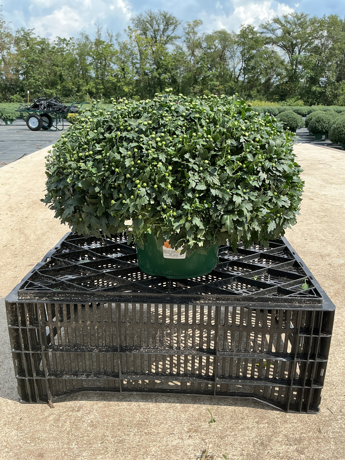 Lively Bronze Bicolor - 9"x6" Potted Garden Mum