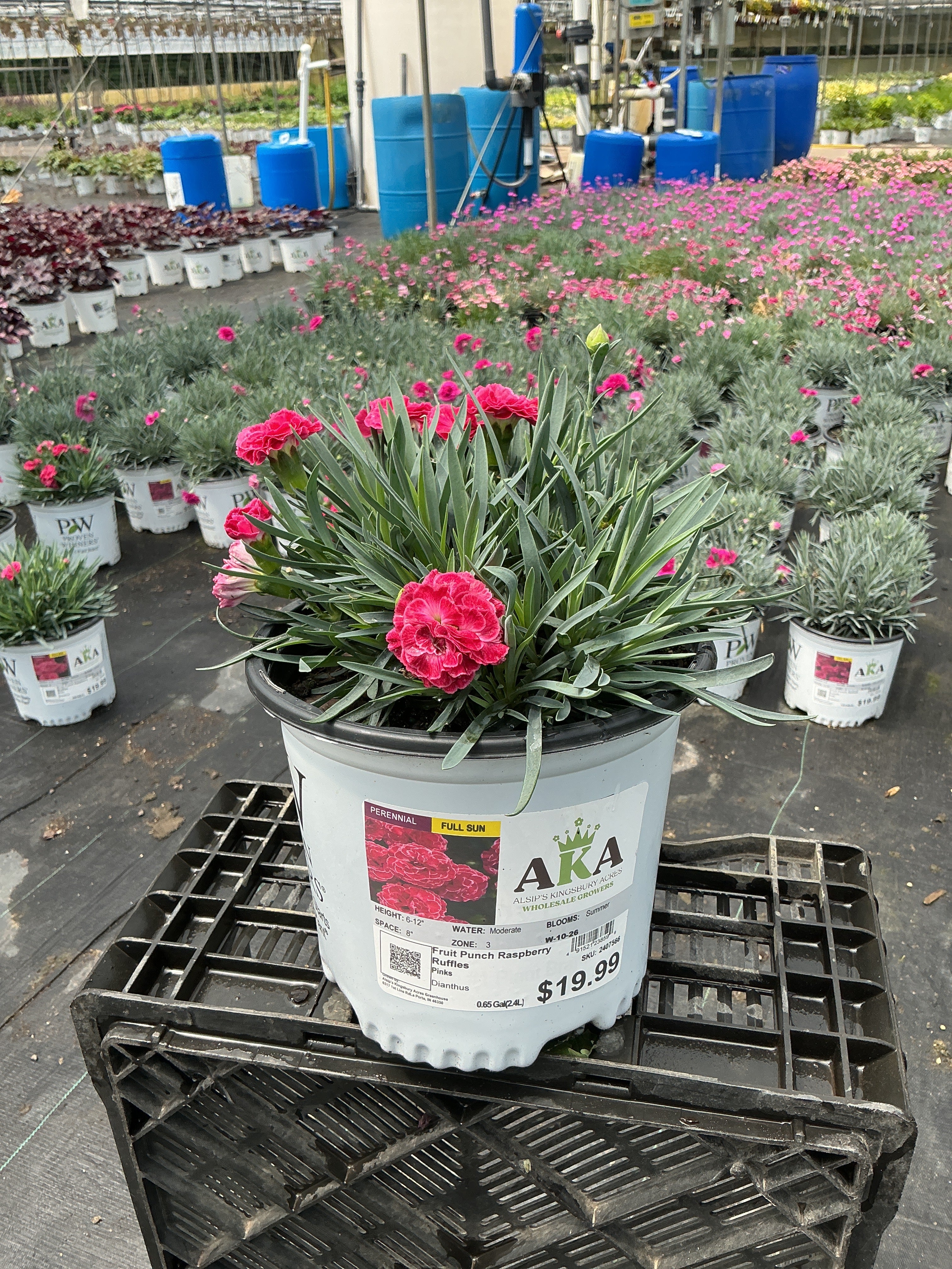Dianthus Pinks Fruit Punch Raspberry Ruffles - 6" Perennial