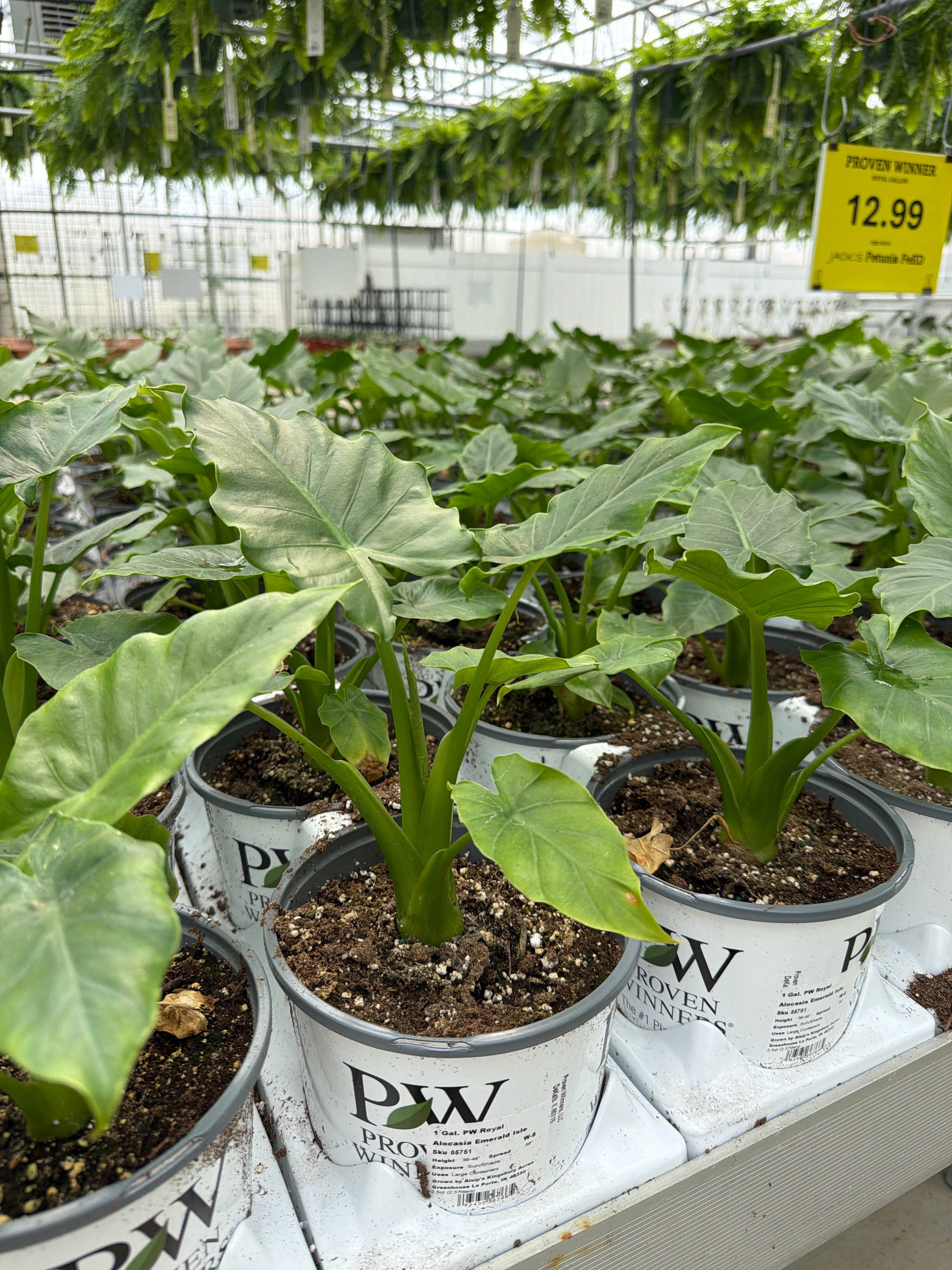 Alocasia Emerald Isle - 1 Gallon Proven Winners Annual