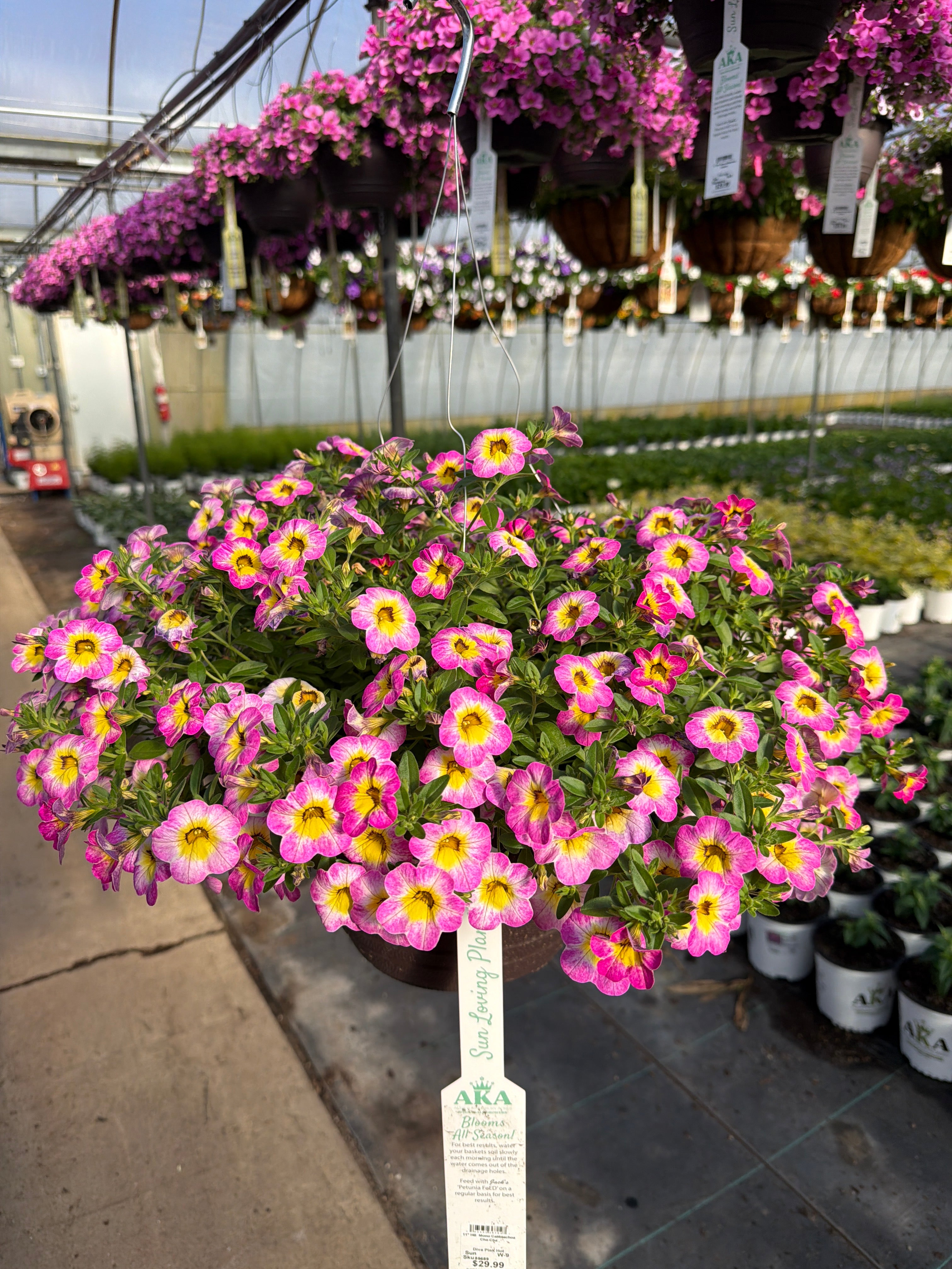 Calibrachoa Cha-Cha Diva Pink Hot - 11" Hanging Basket
