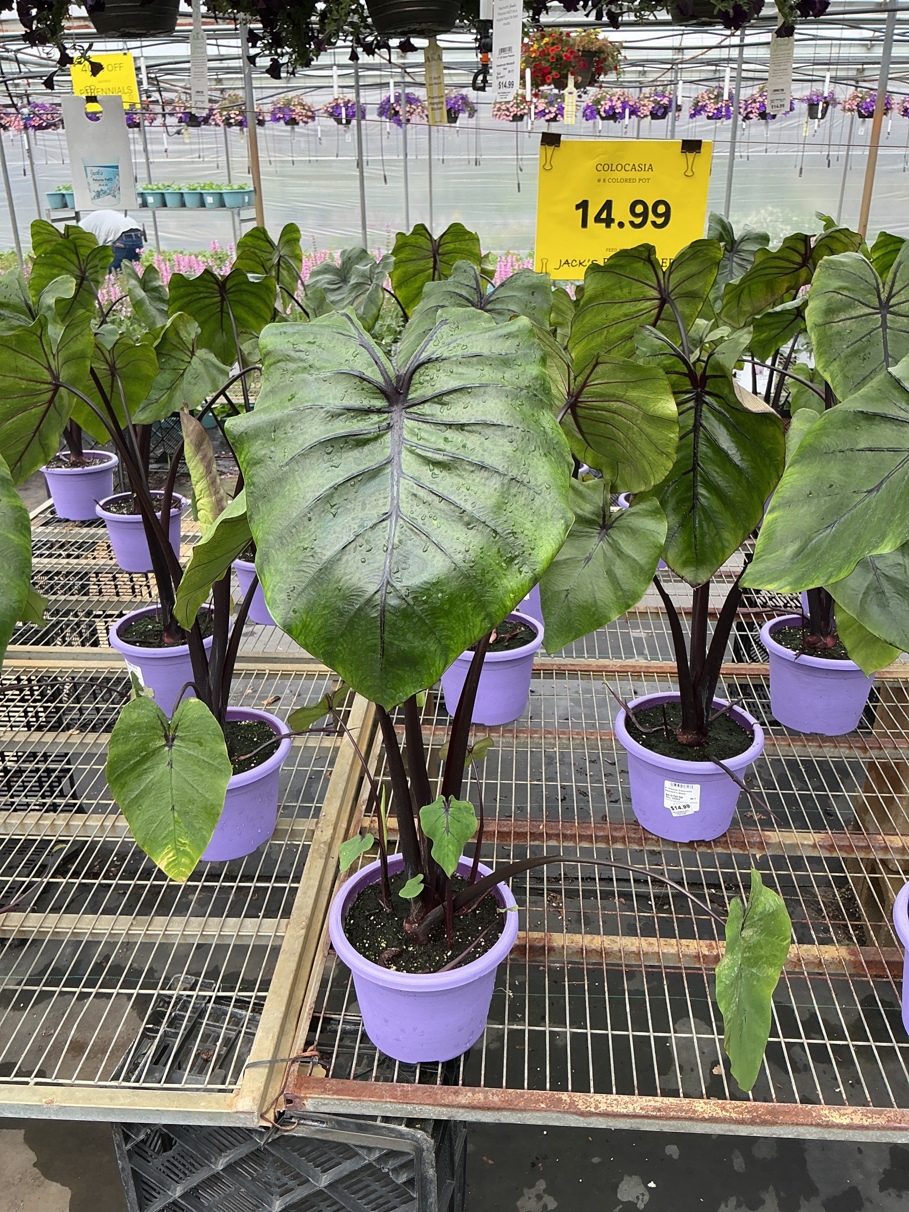 Colocasia Pharaoh's Mask - 8" Planter