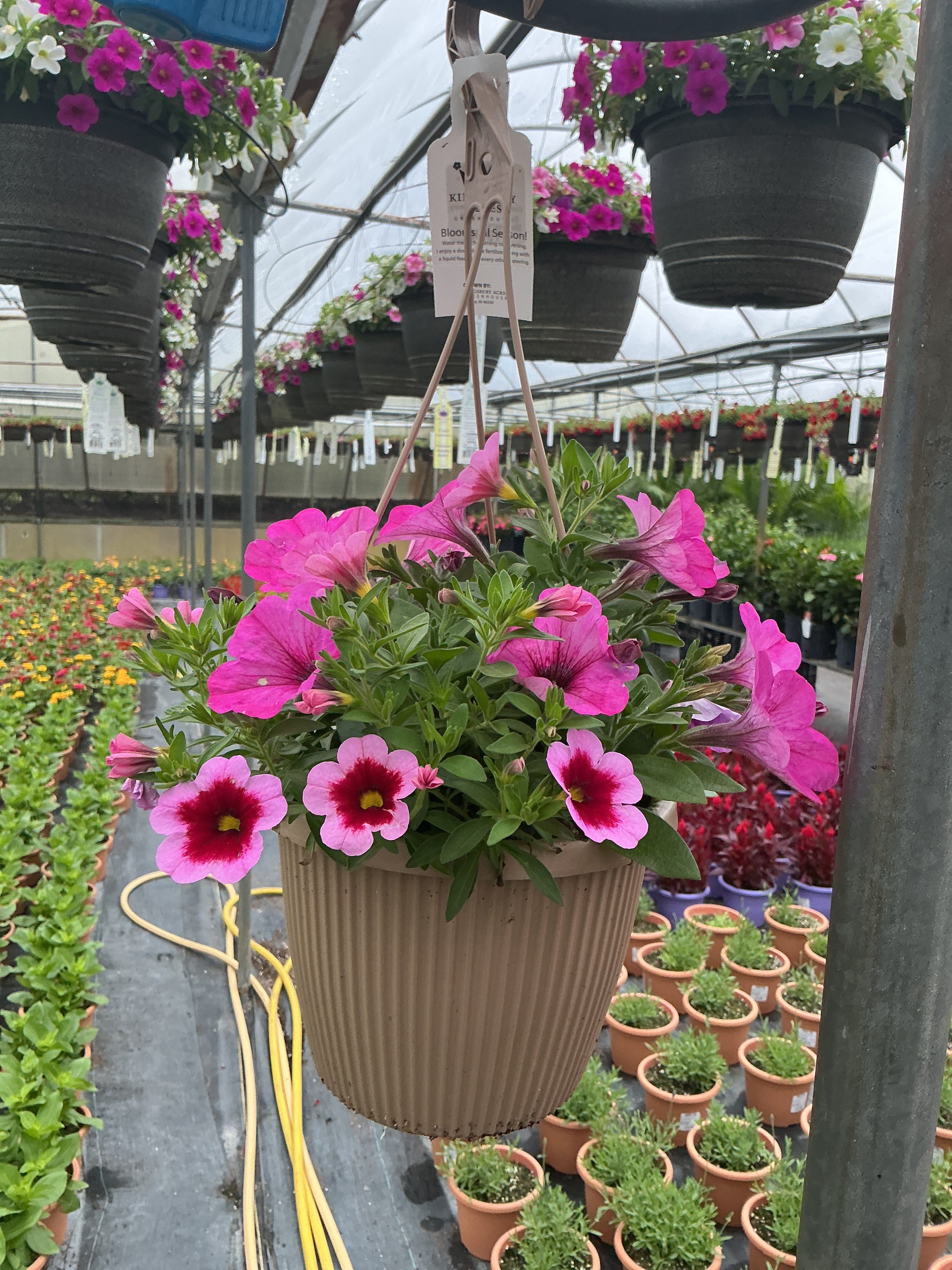 Confetti Bling Cherry - 8" Combination Hanging Basket